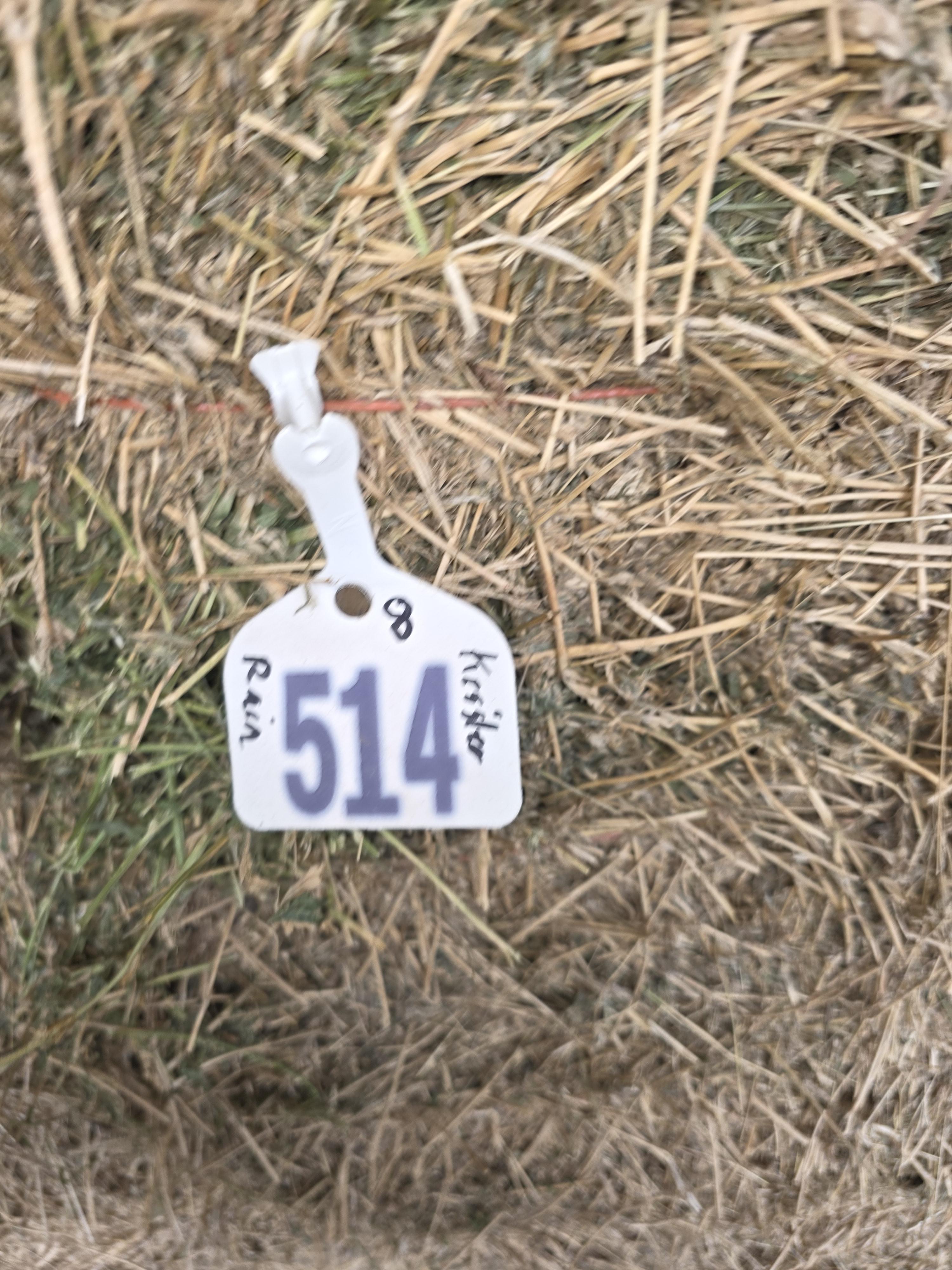514 Small Squares Alfalfa/Grass Mix – Image 4