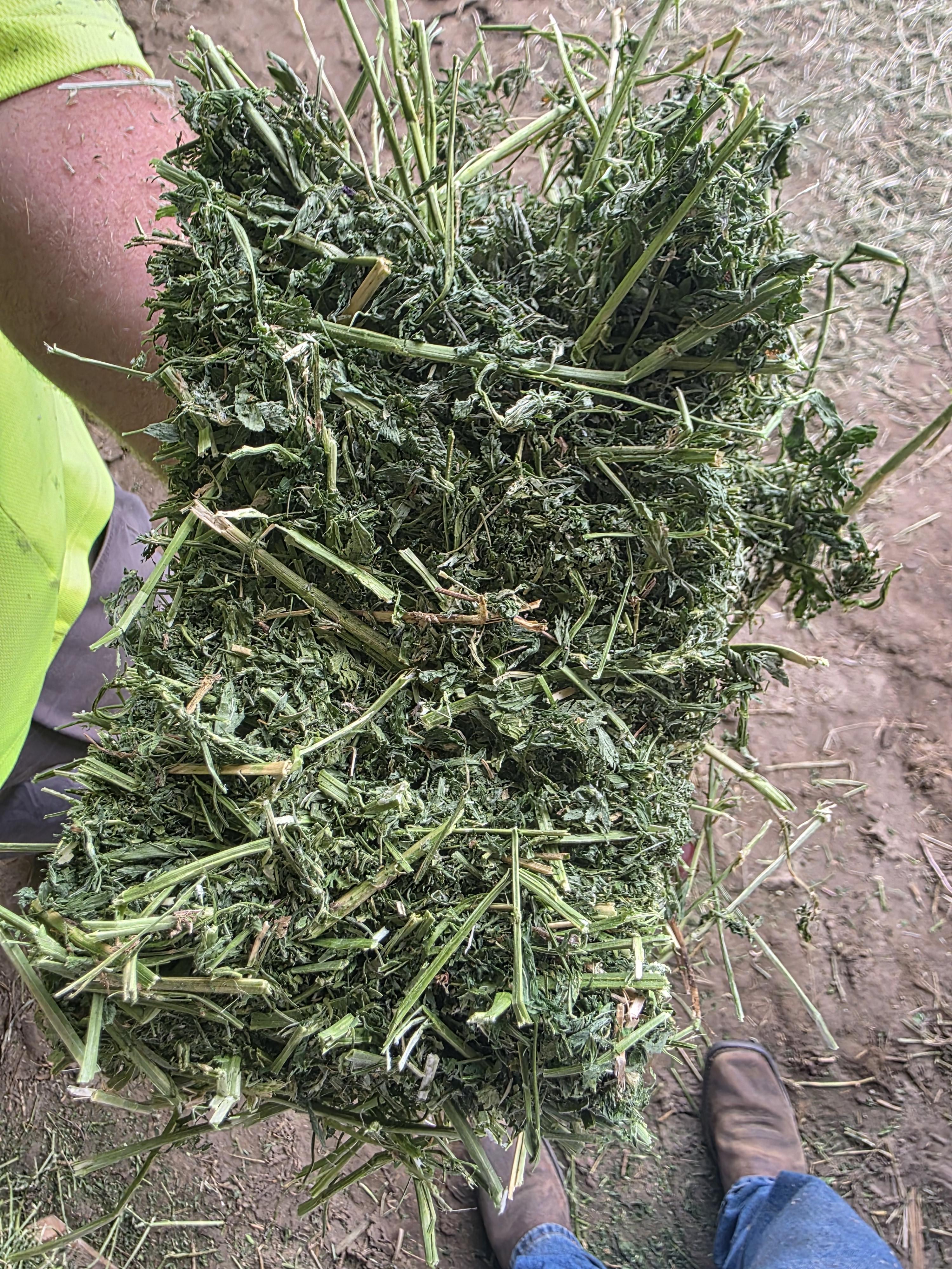 533 Small Square Bundles Great Alfalfa – Image 5