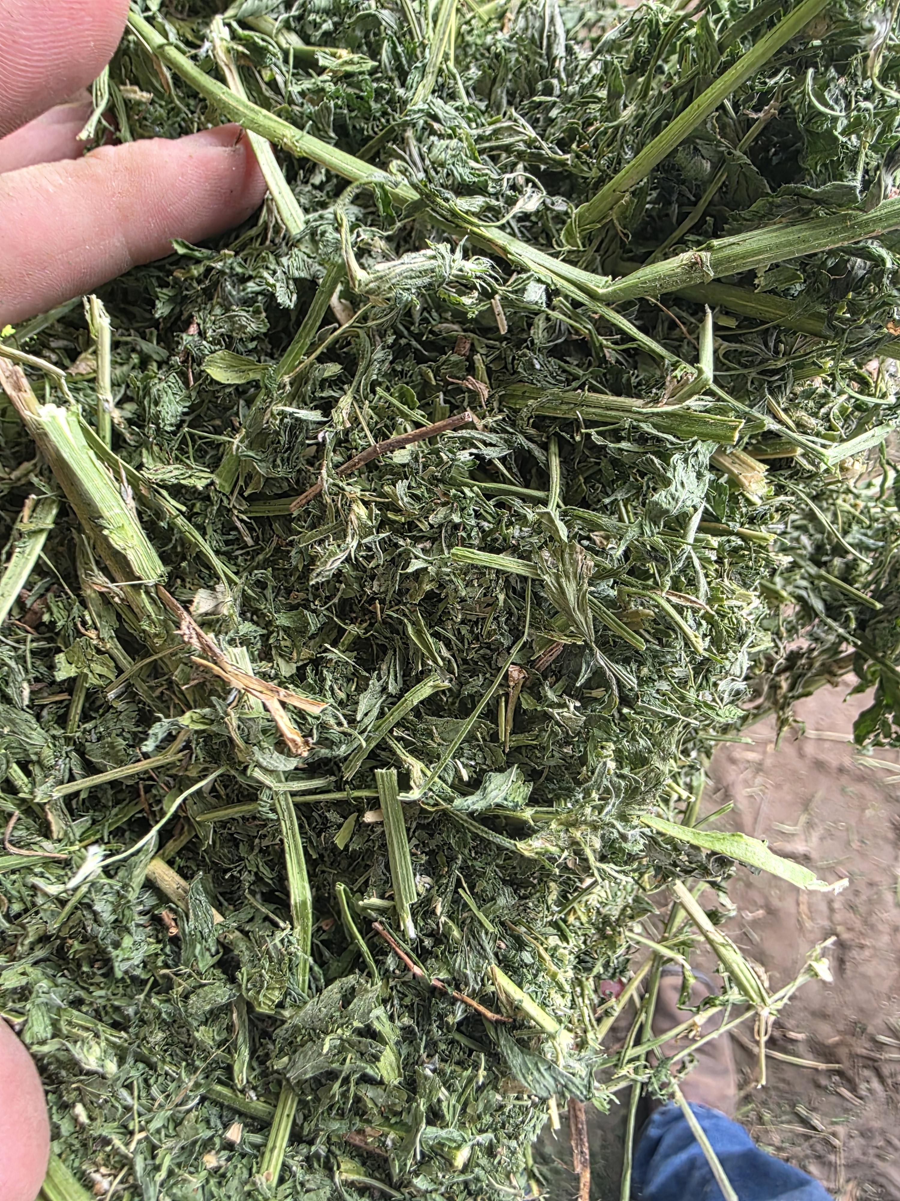 533 Small Square Bundles Great Alfalfa – Image 3