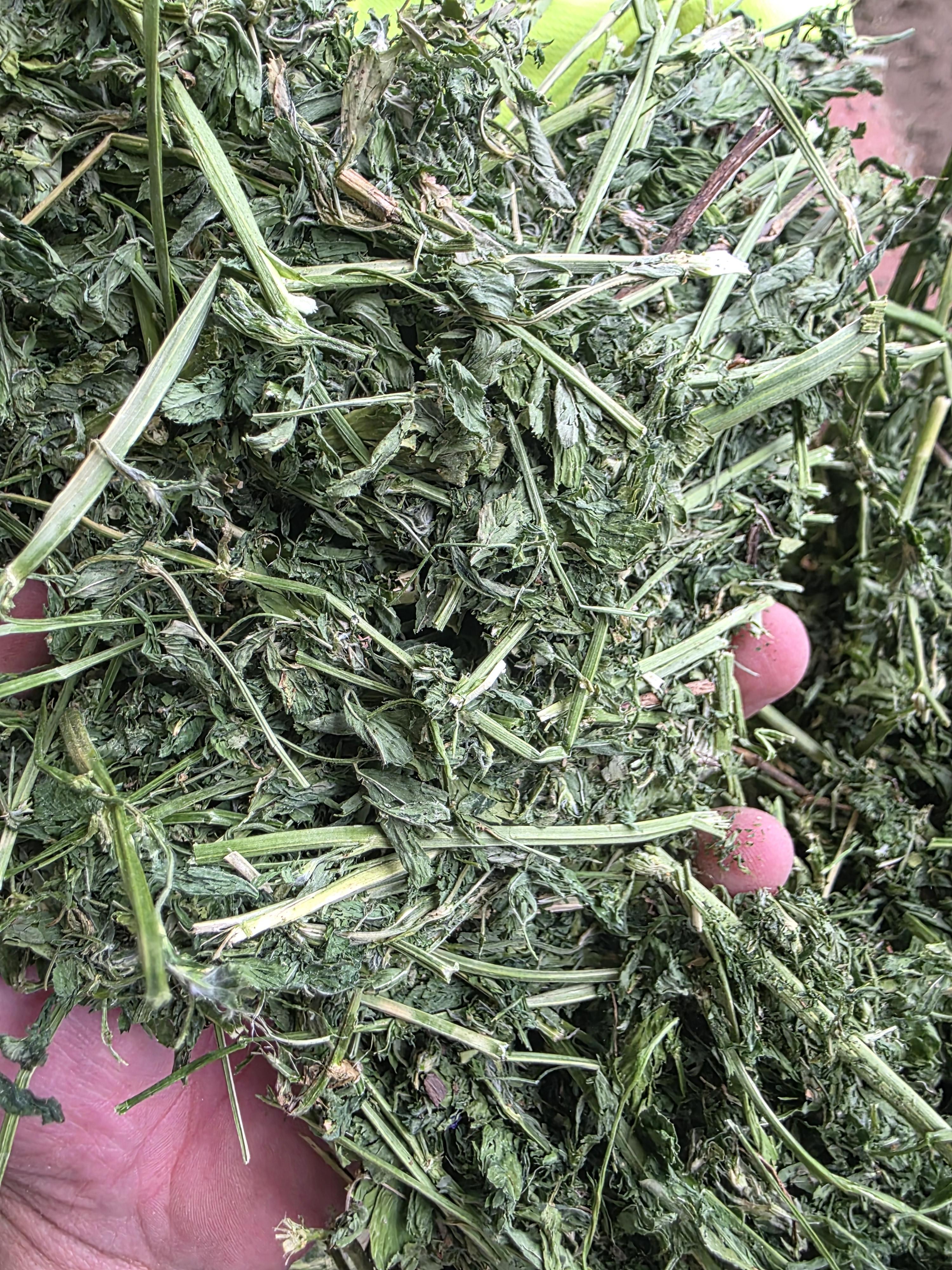533 Small Square Bundles Great Alfalfa – Image 4