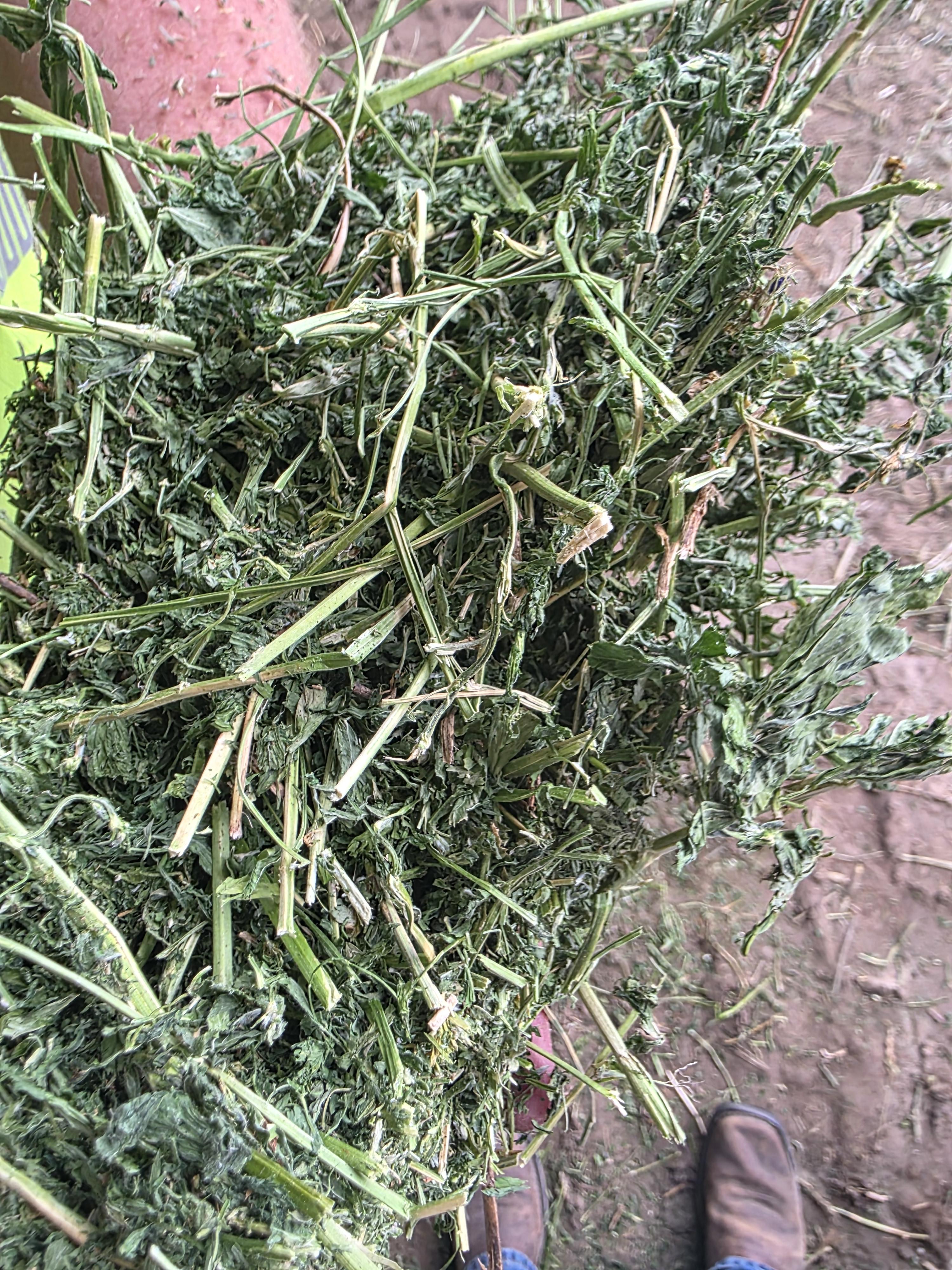 533 Small Square Bundles Great Alfalfa – Image 6