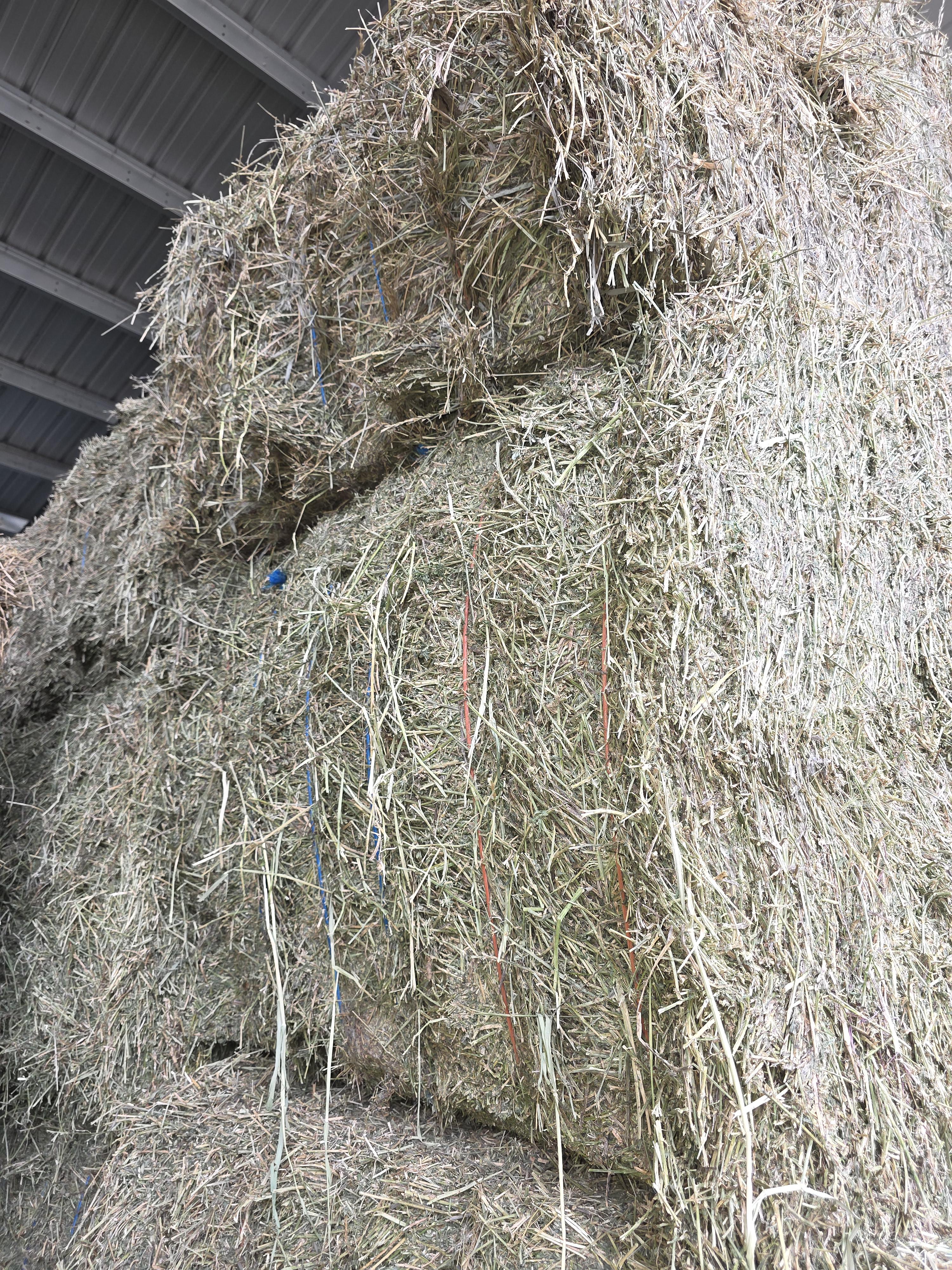 524 Large Square Alfalfa 160 RFV – Image 6