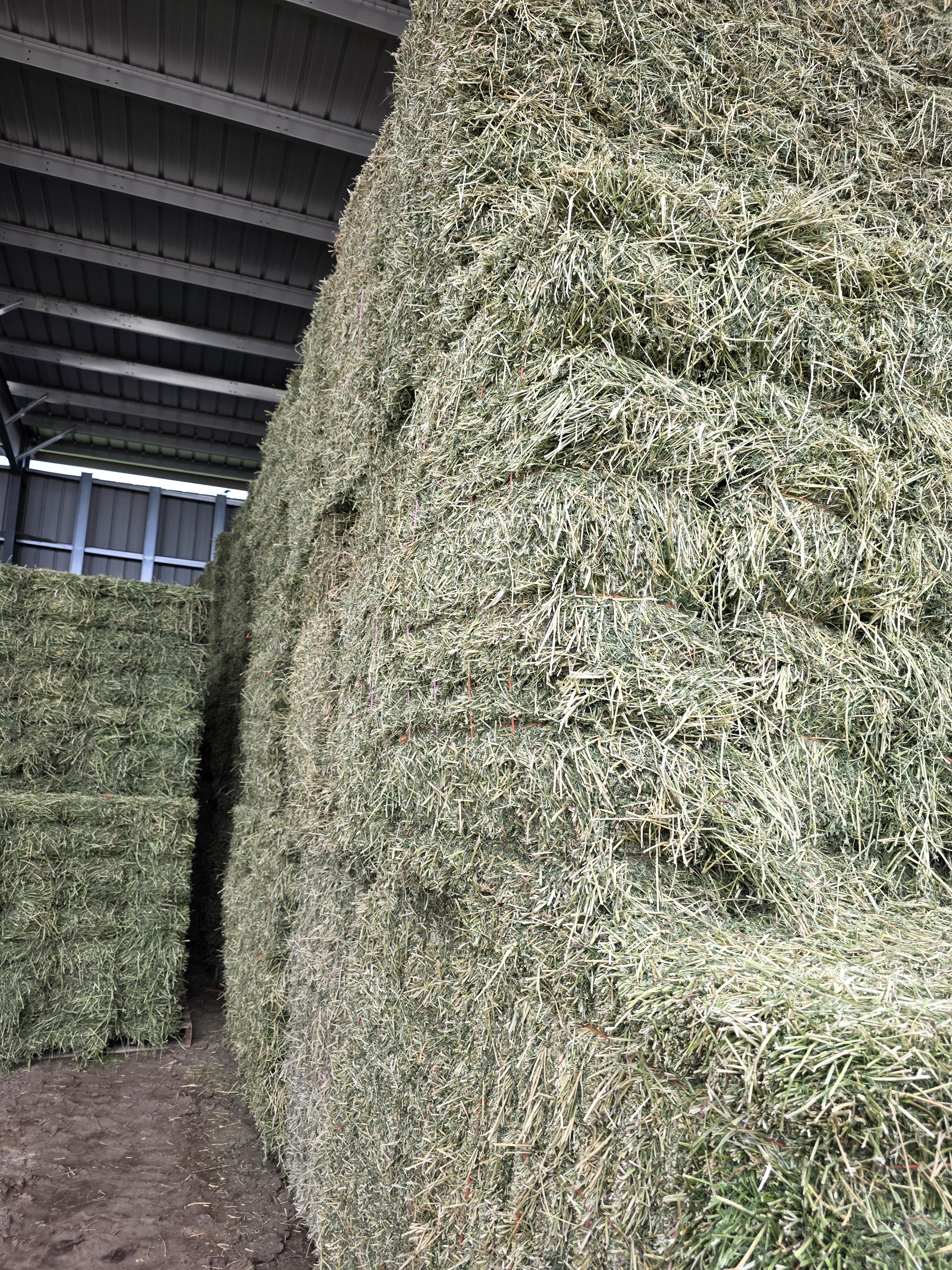 529 Small Square Bundles Horse Alfalfa – Image 4