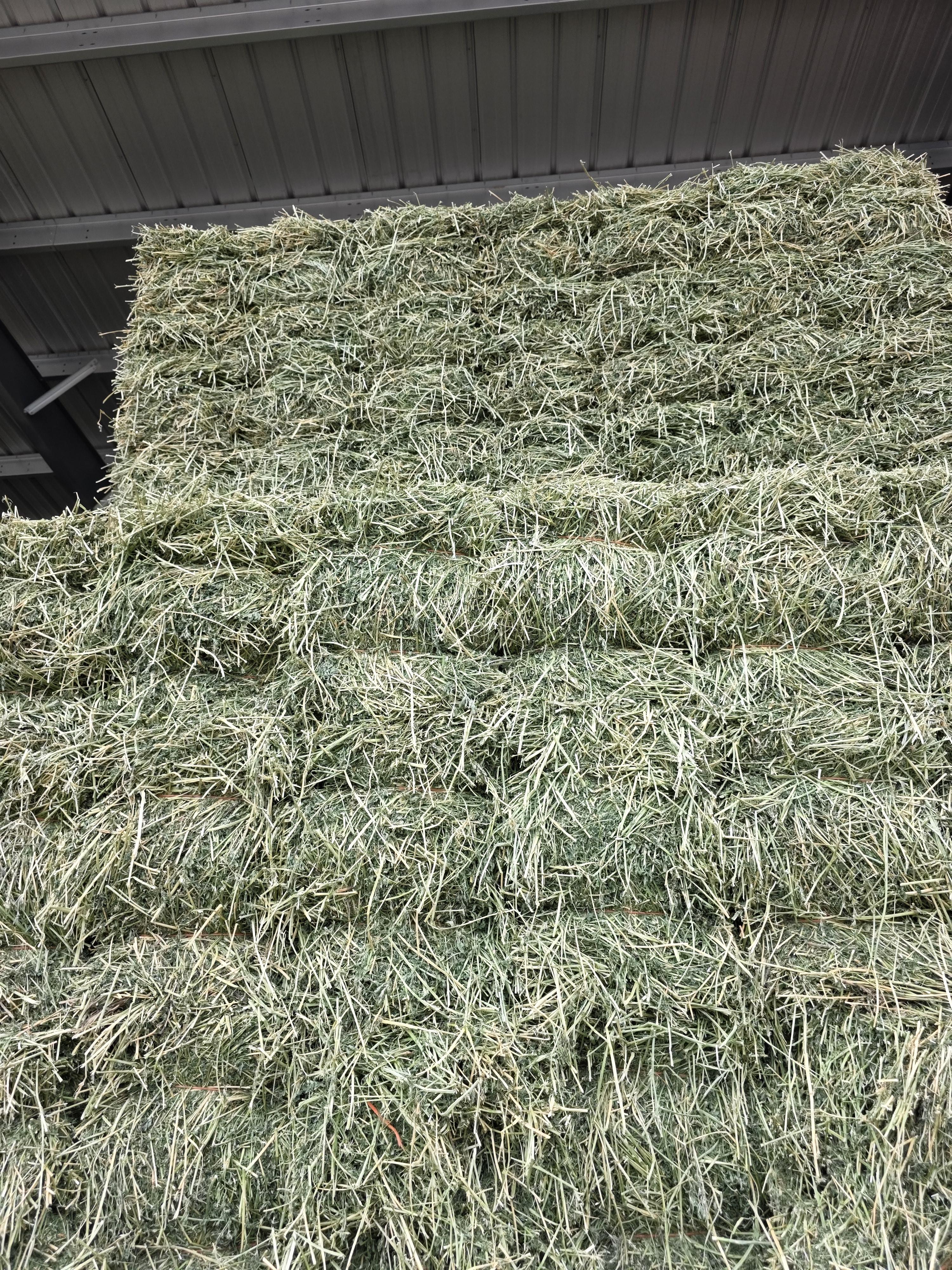 529 Small Square Bundles Horse Alfalfa – Image 3