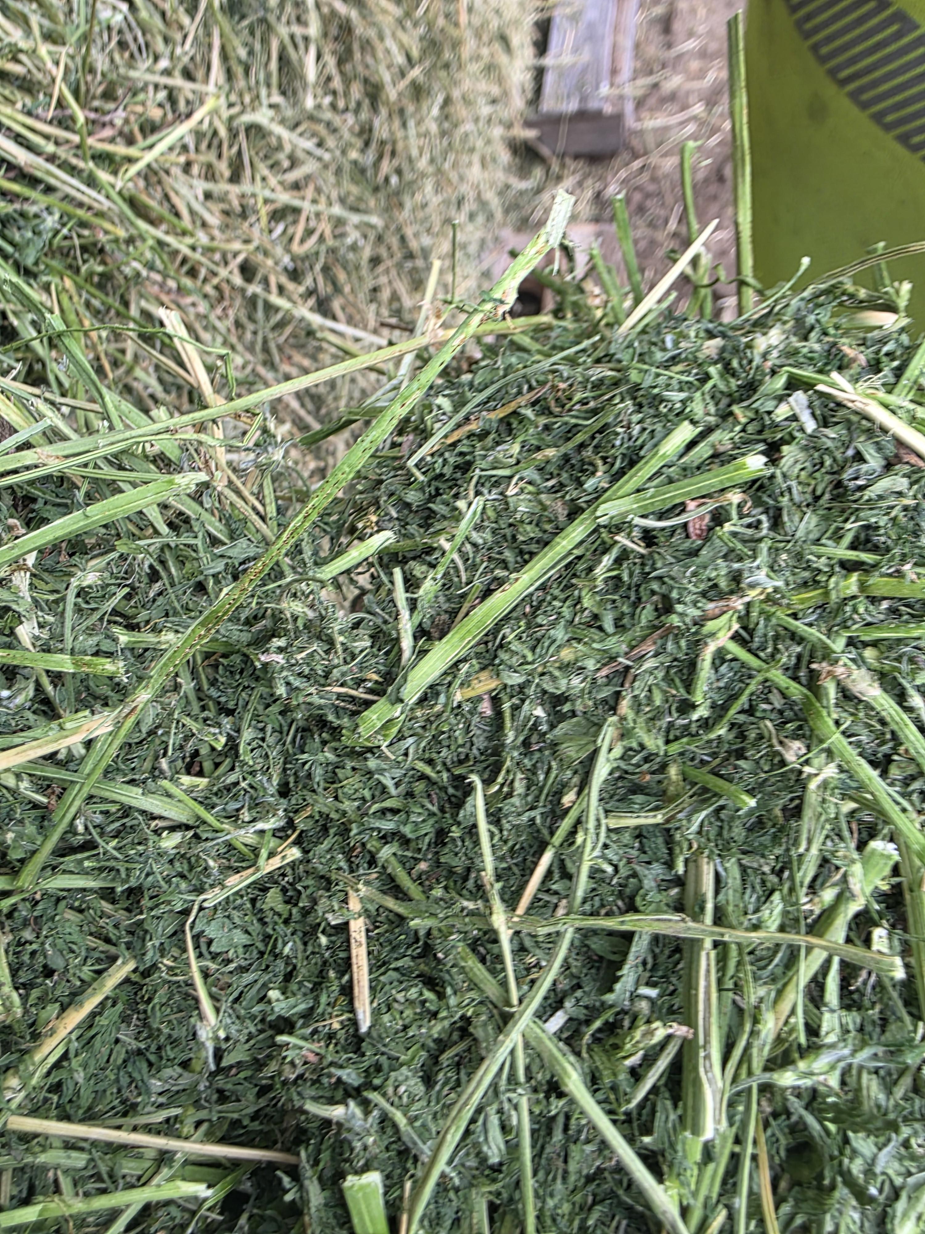 529 Small Square Bundles Horse Alfalfa – Image 7