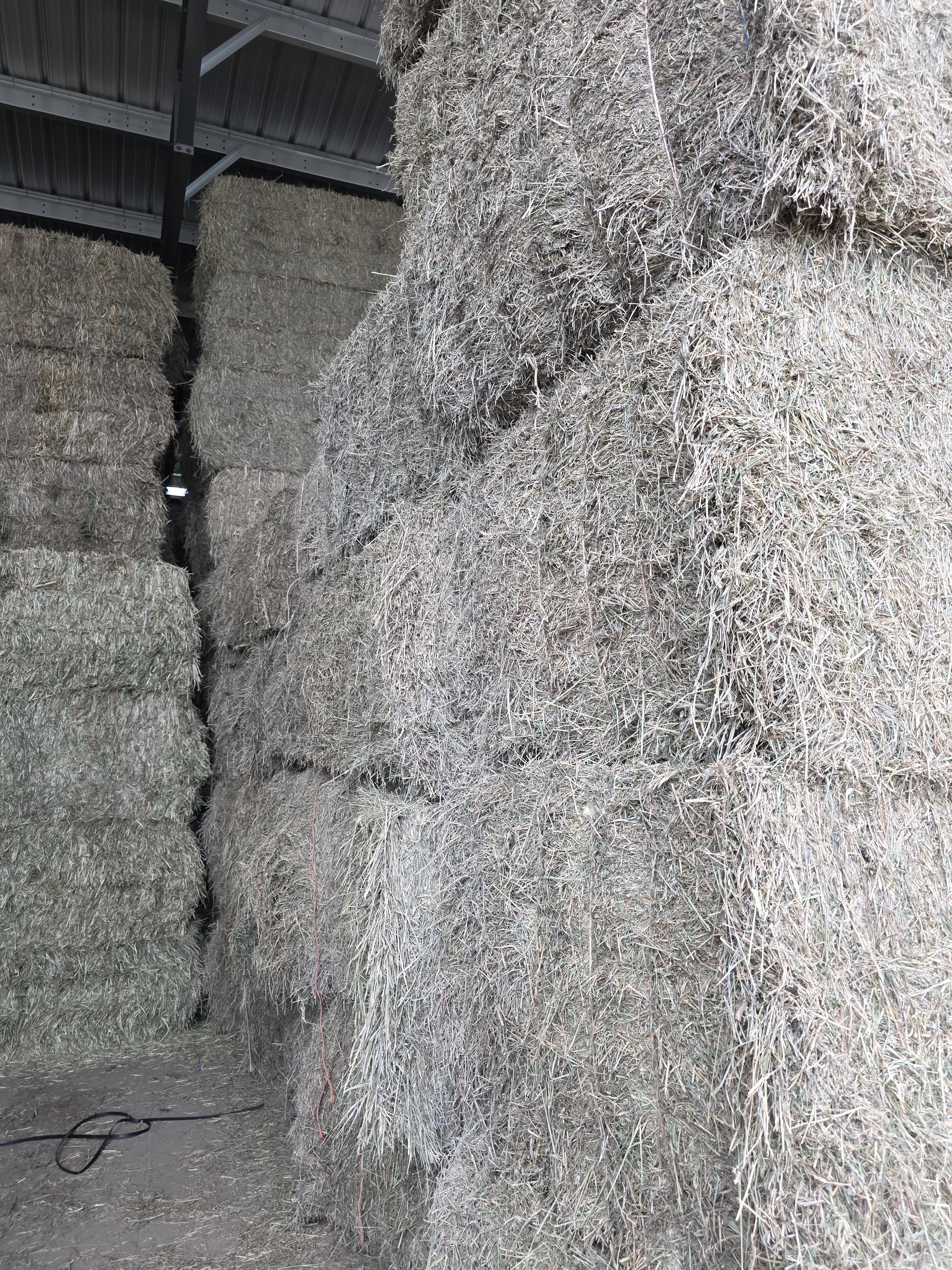 522 Large Square Alfalfa – Image 7