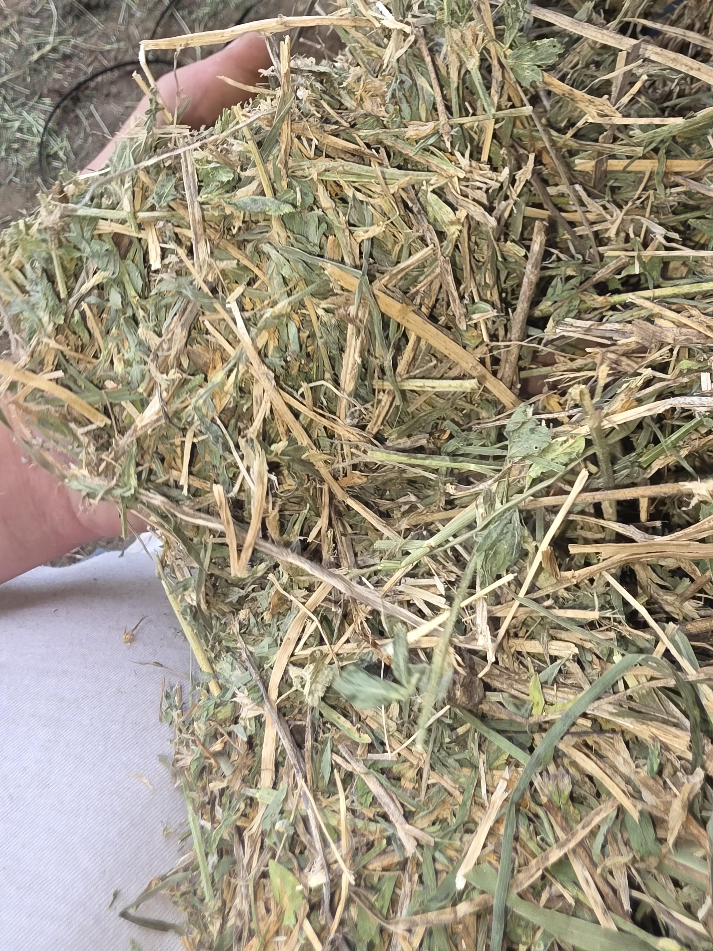 522 Large Square Alfalfa – Image 2