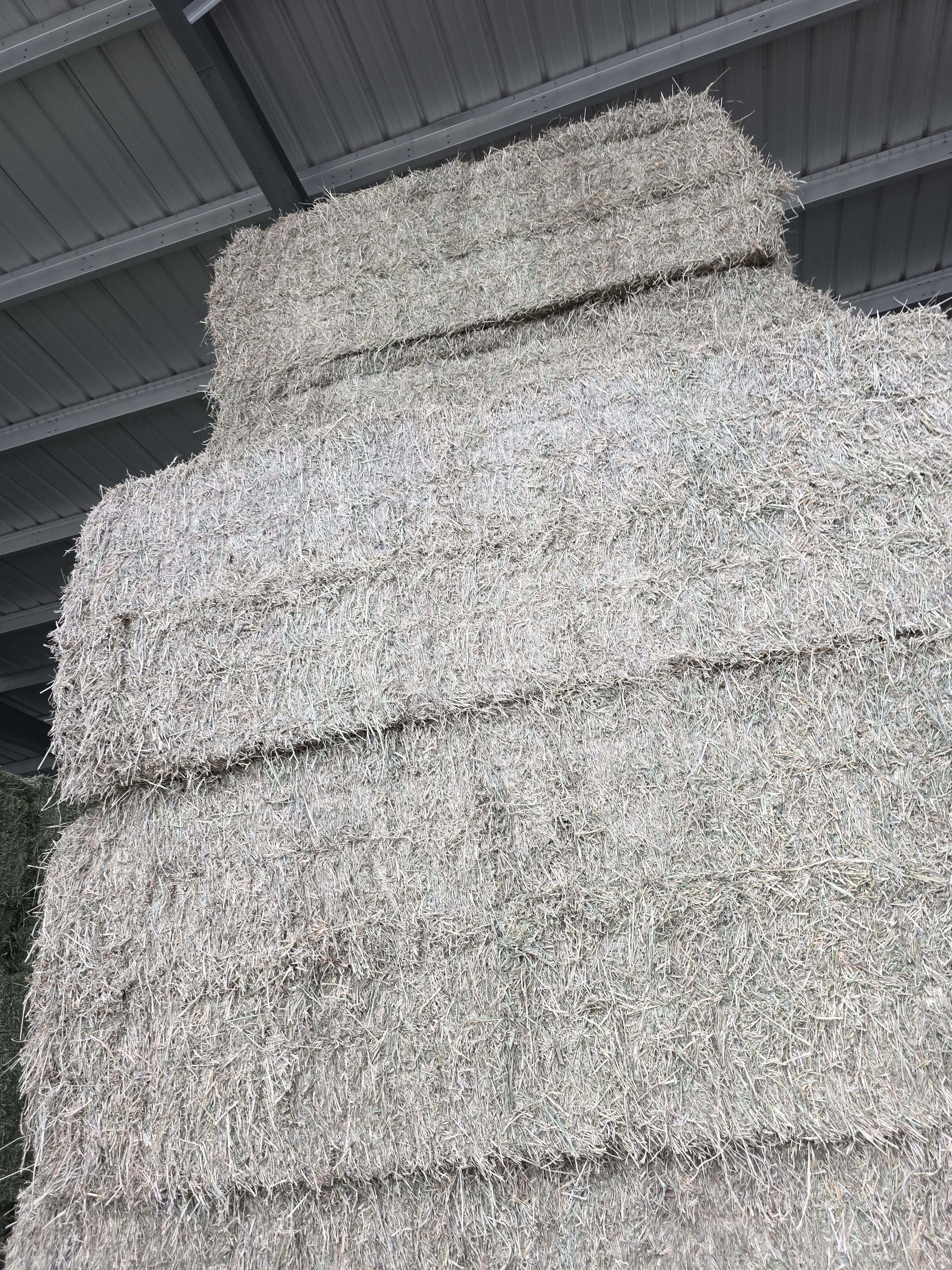 522 Large Square Alfalfa – Image 6