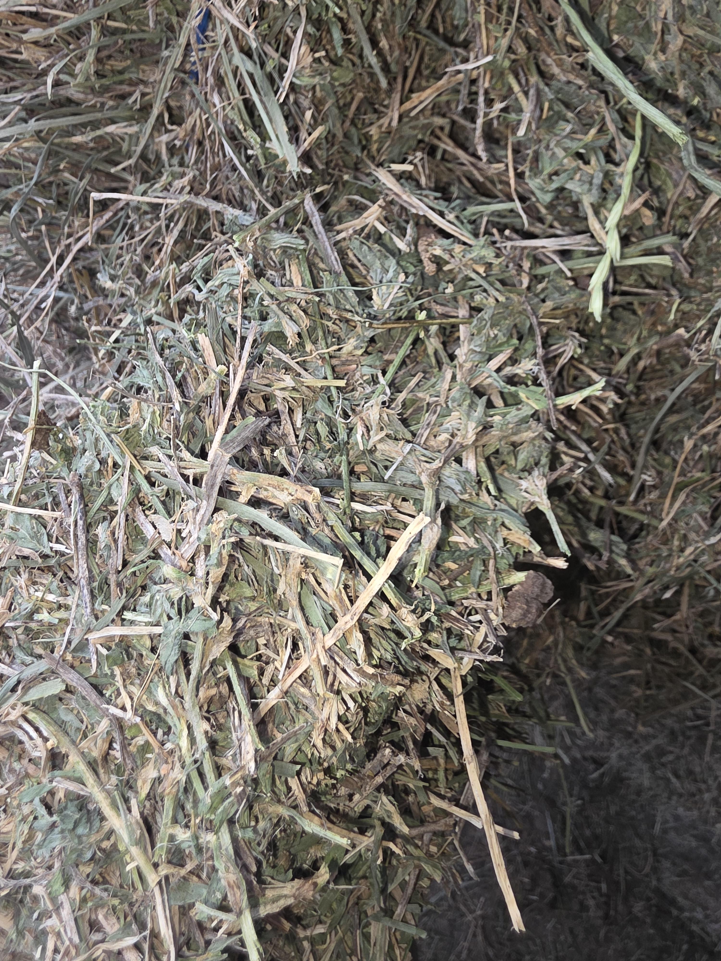 522 Large Square Alfalfa – Image 3