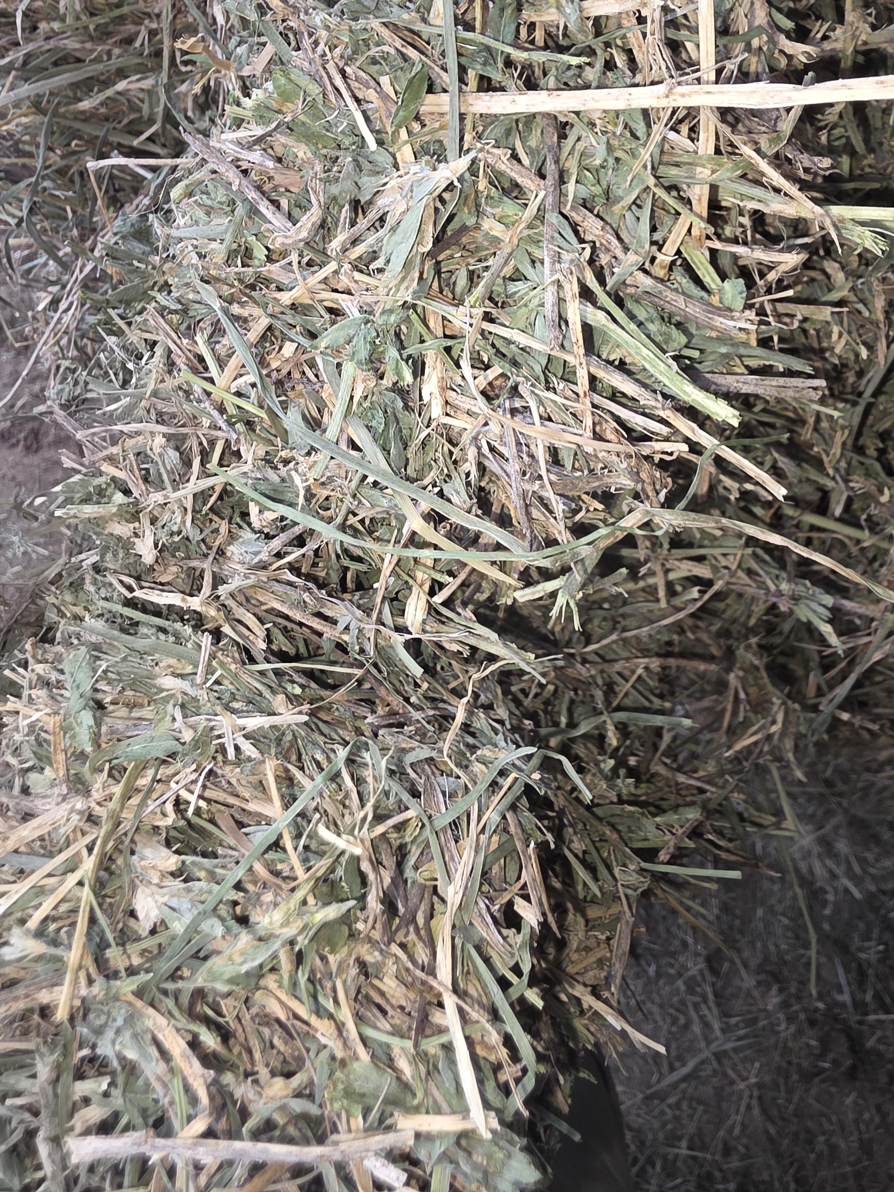 522 Large Square Alfalfa – Image 4
