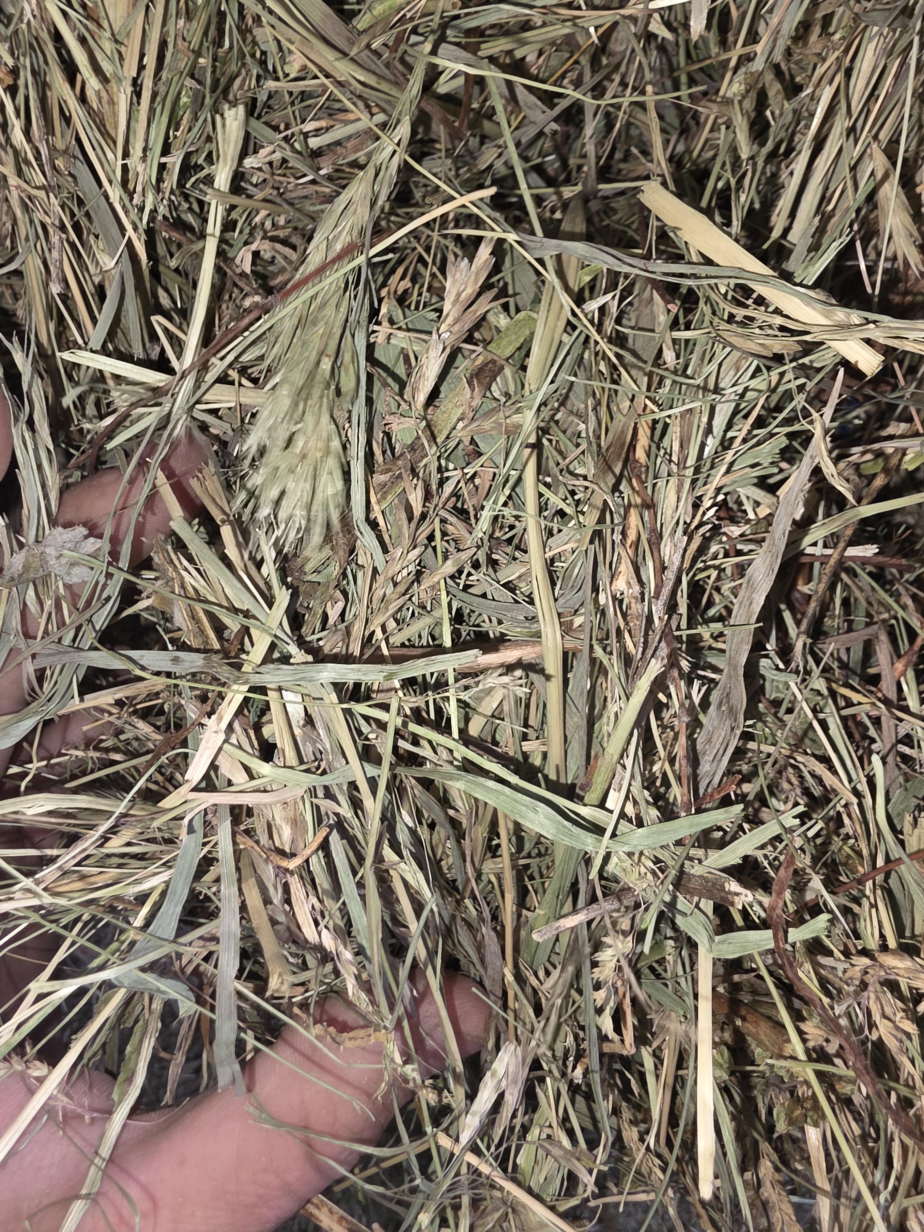 516 Horse Grass Large Squares – Image 3