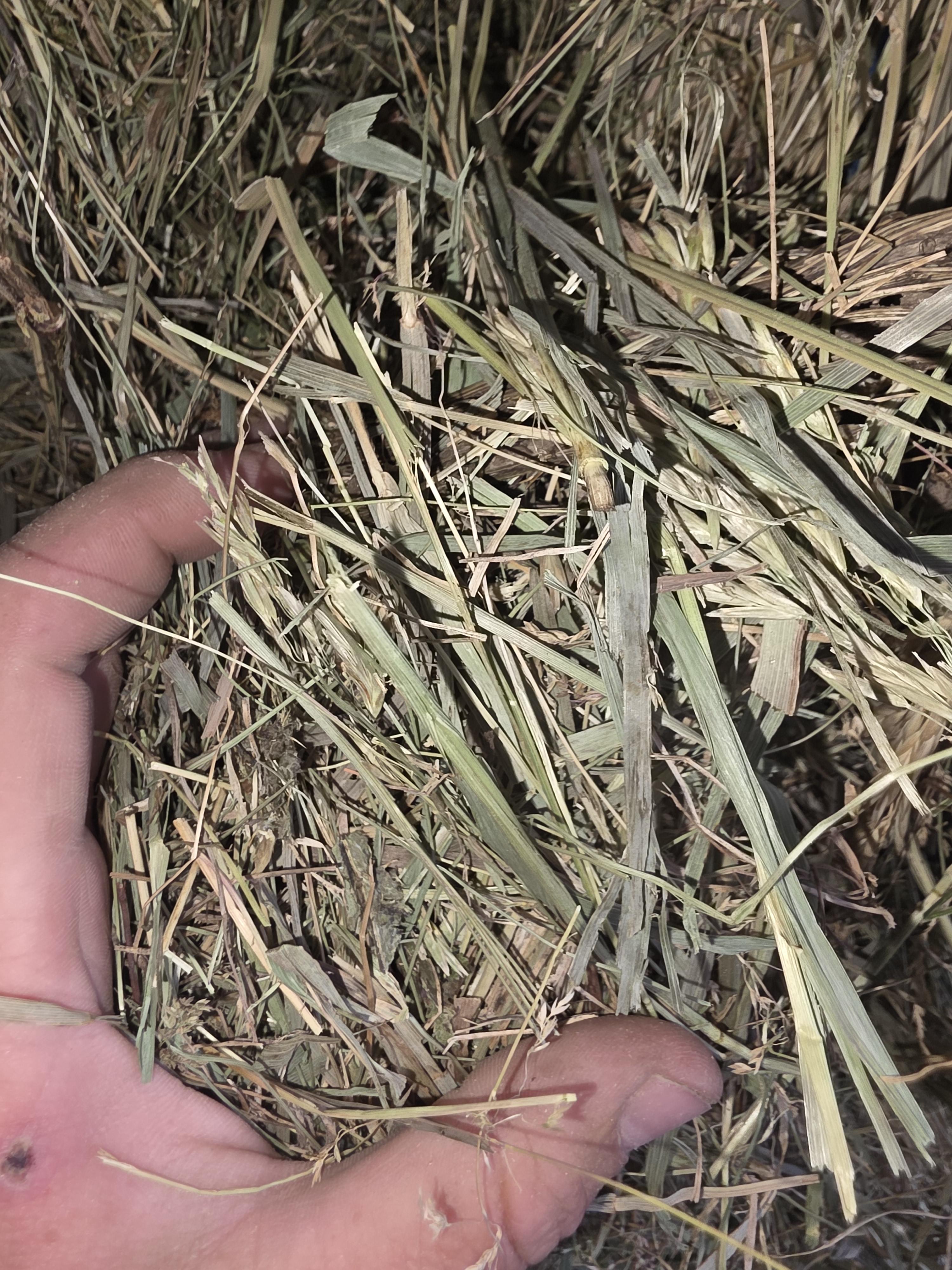 516 Horse Grass Large Squares – Image 2