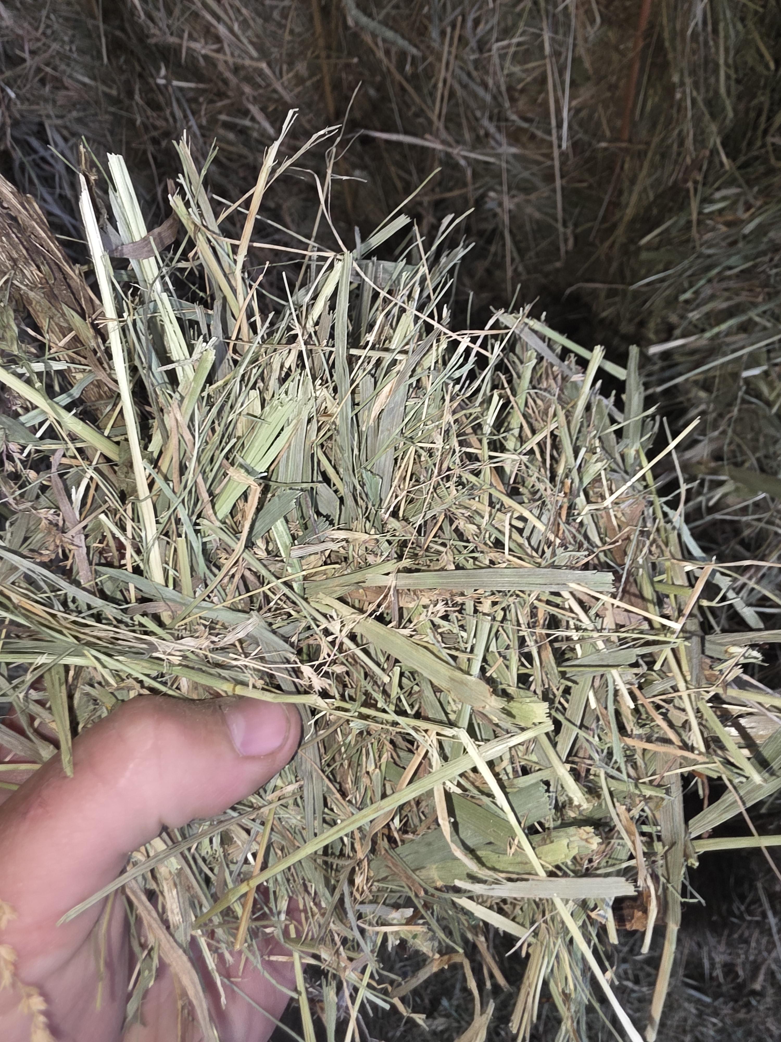 516 Horse Grass Large Squares – Image 1