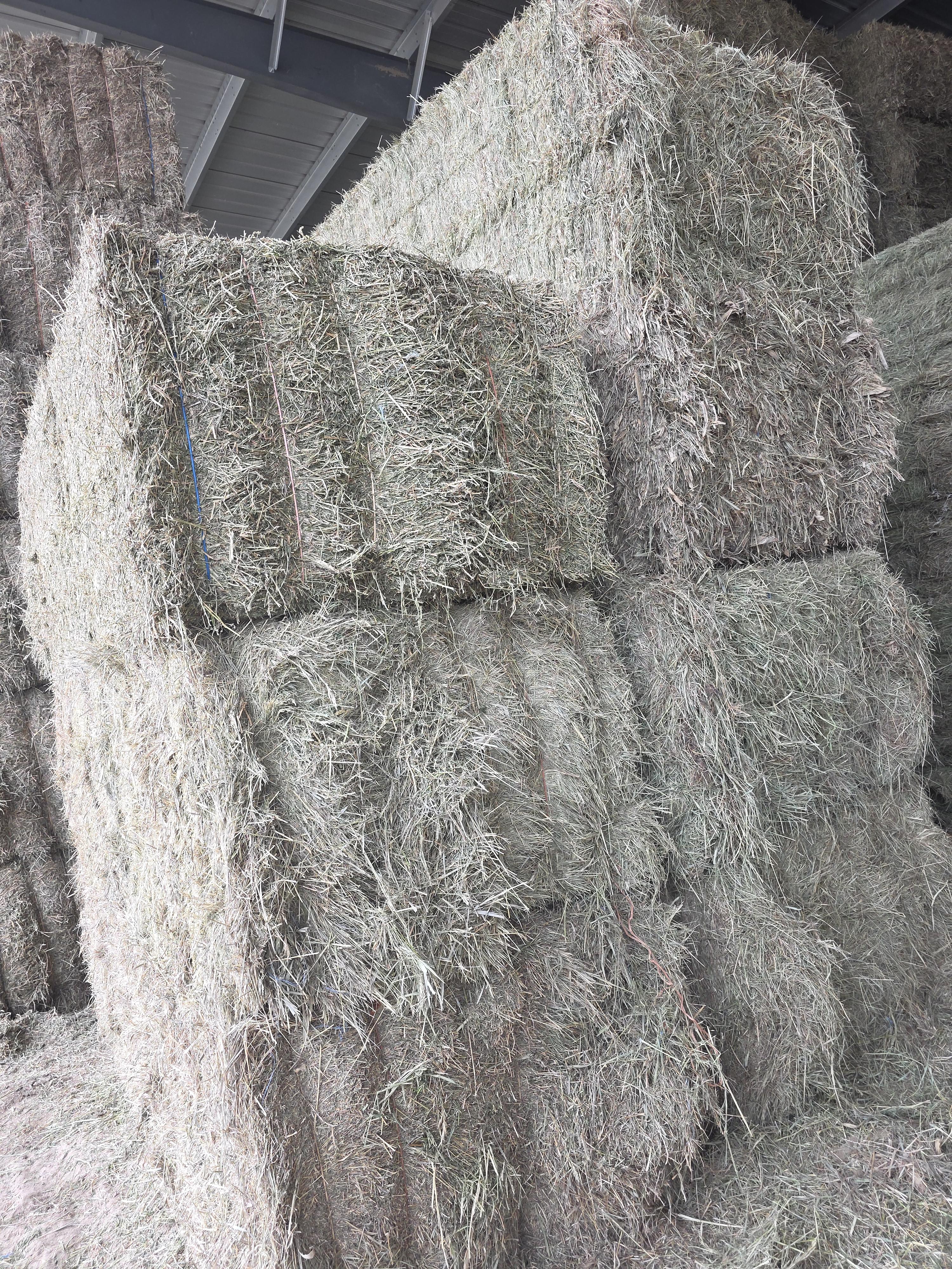 526 Horse Grass Large Squares – Image 3