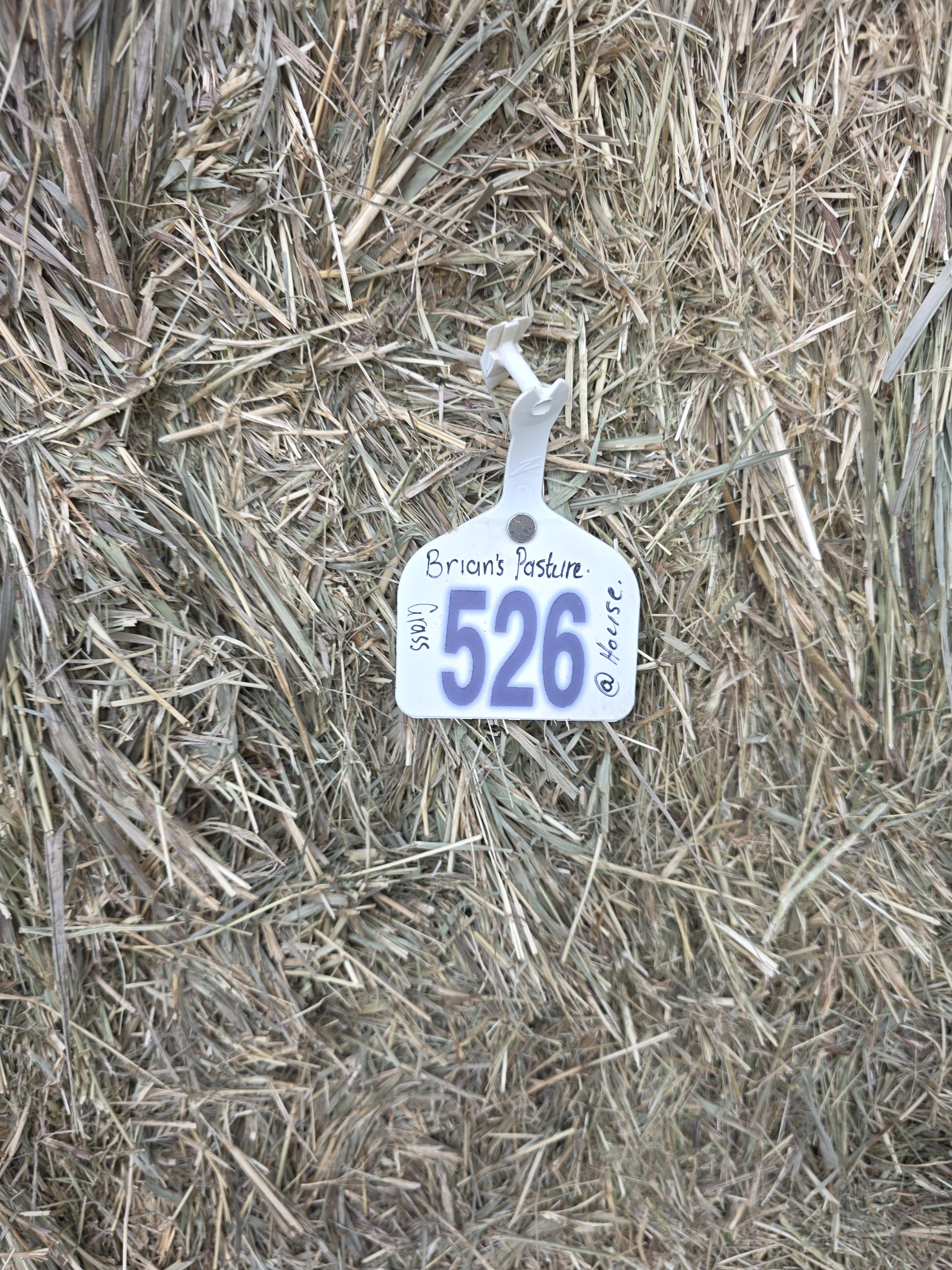 526 Horse Grass Large Squares – Image 1