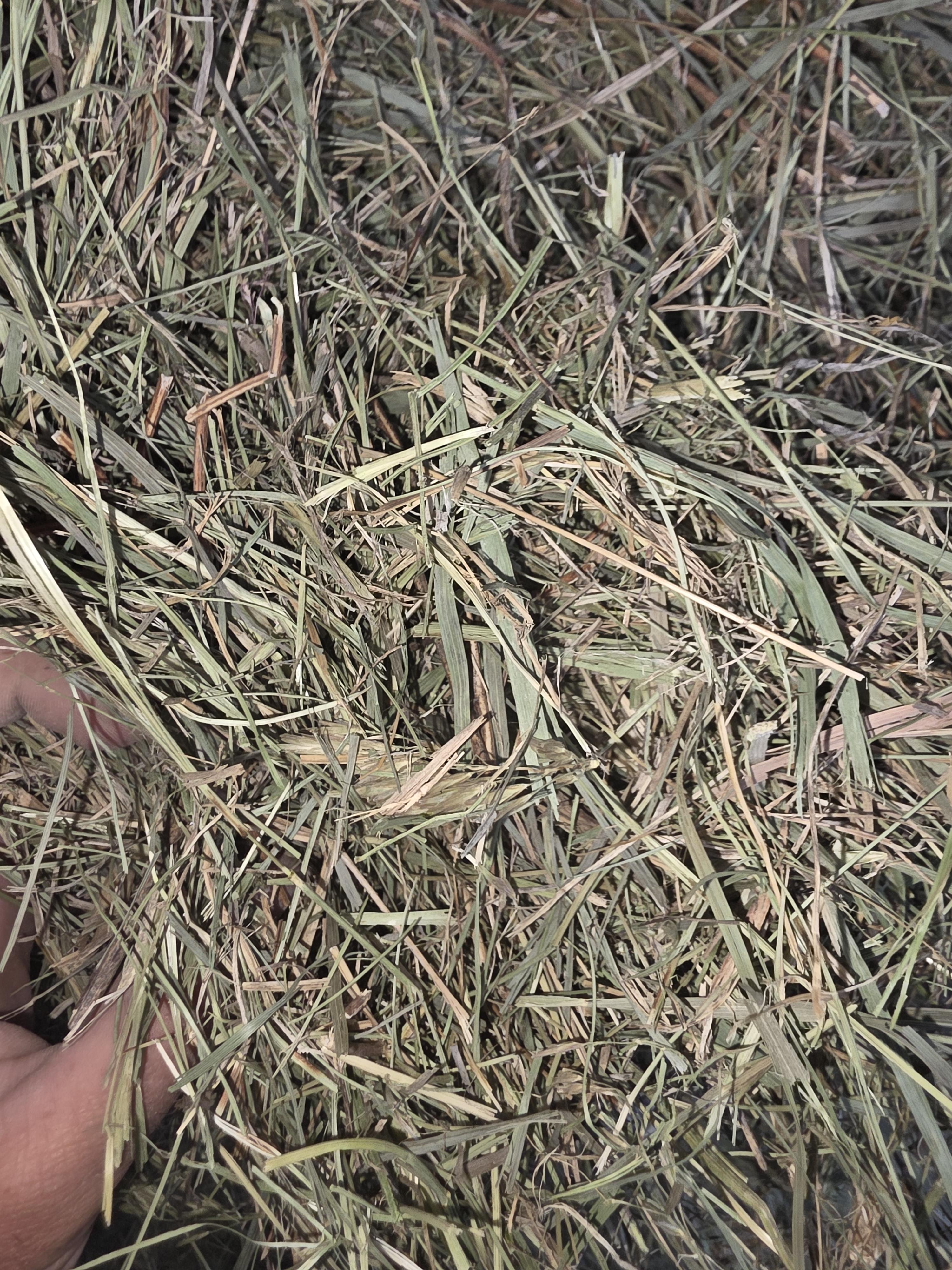 526 Horse Grass Large Squares – Image 2