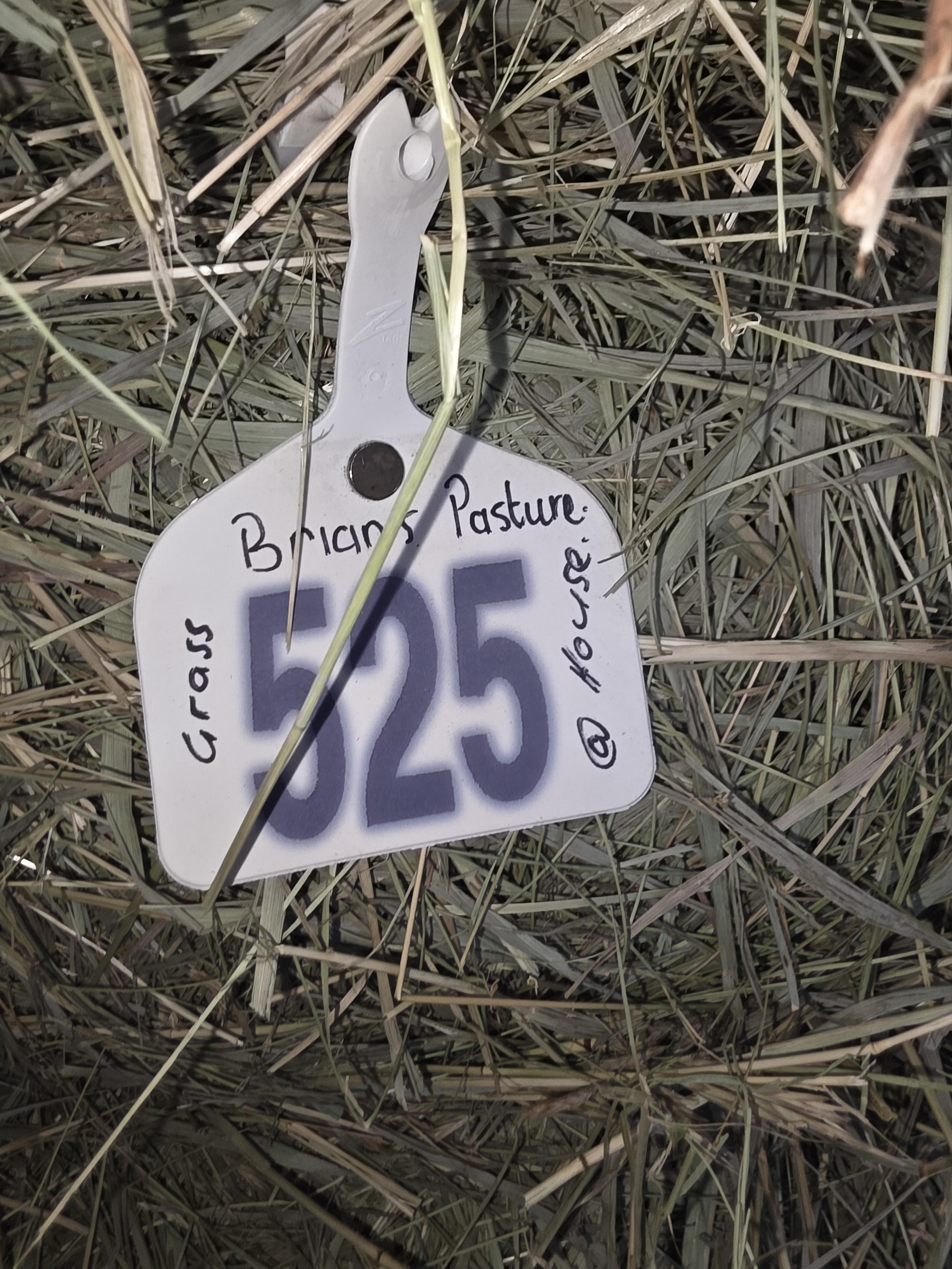 525 Small Square Bales Horse Grass – Image 5