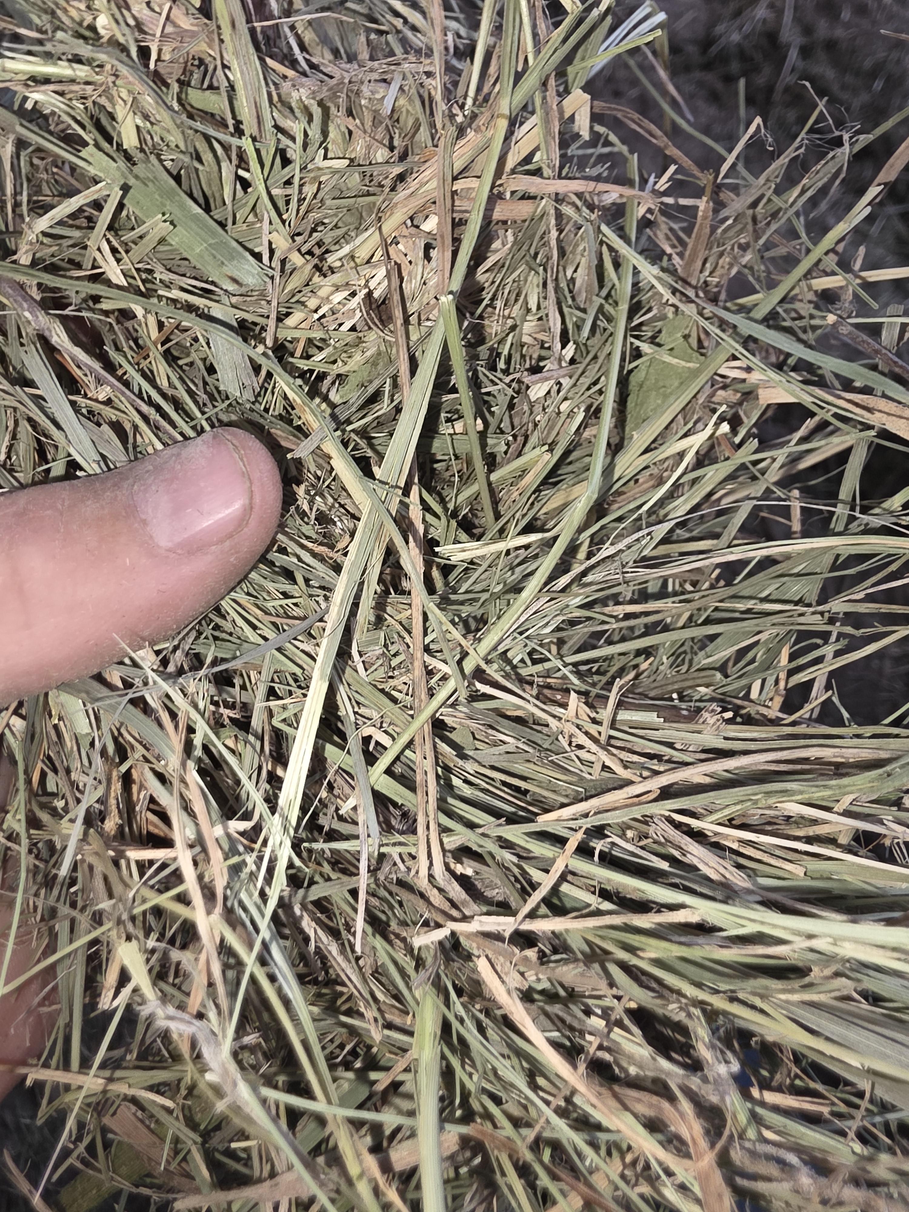 525 Small Square Bales Horse Grass – Image 2