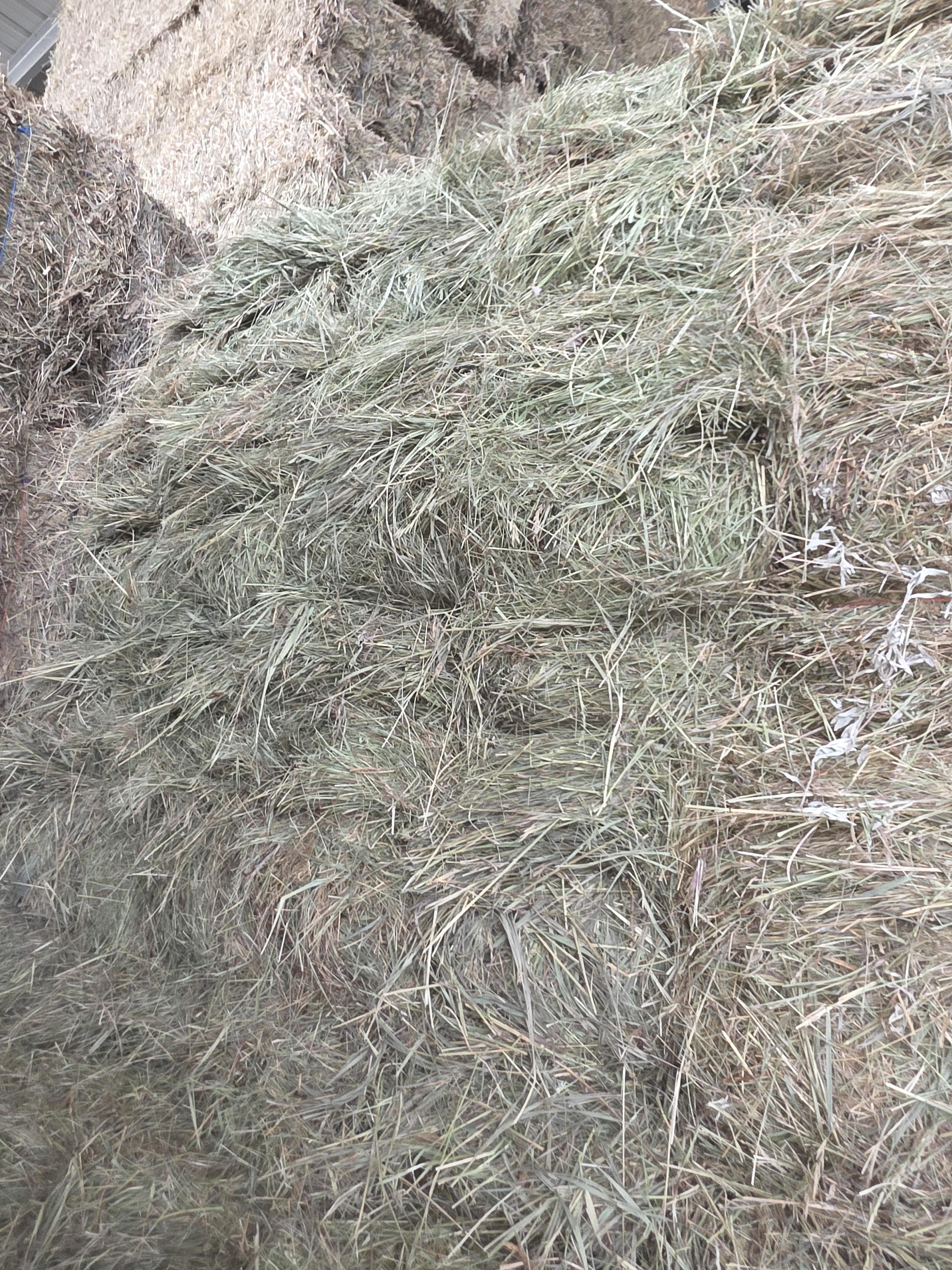 525 Small Square Bales Horse Grass – Image 3