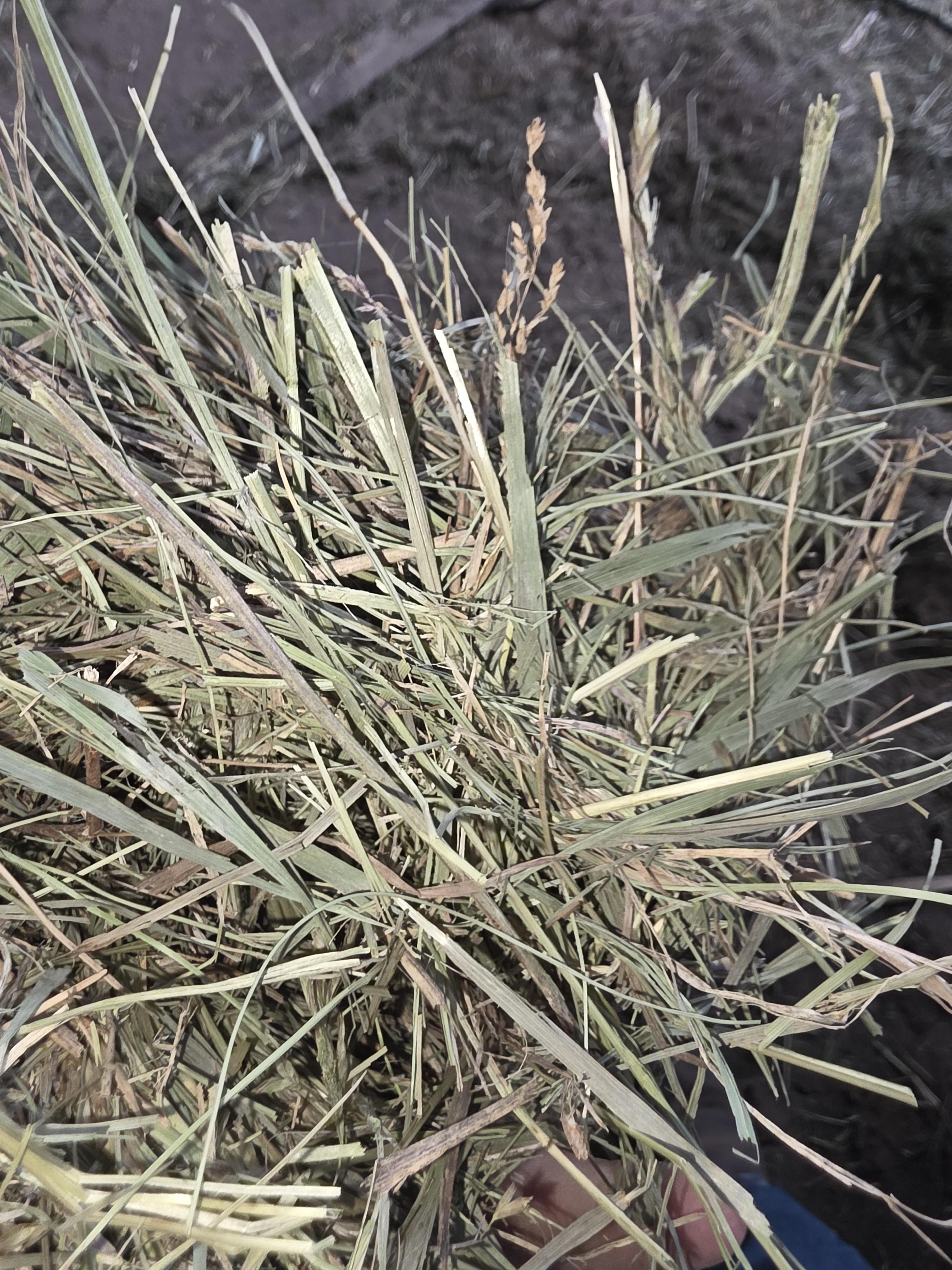 525 Small Square Bales Horse Grass – Image 4