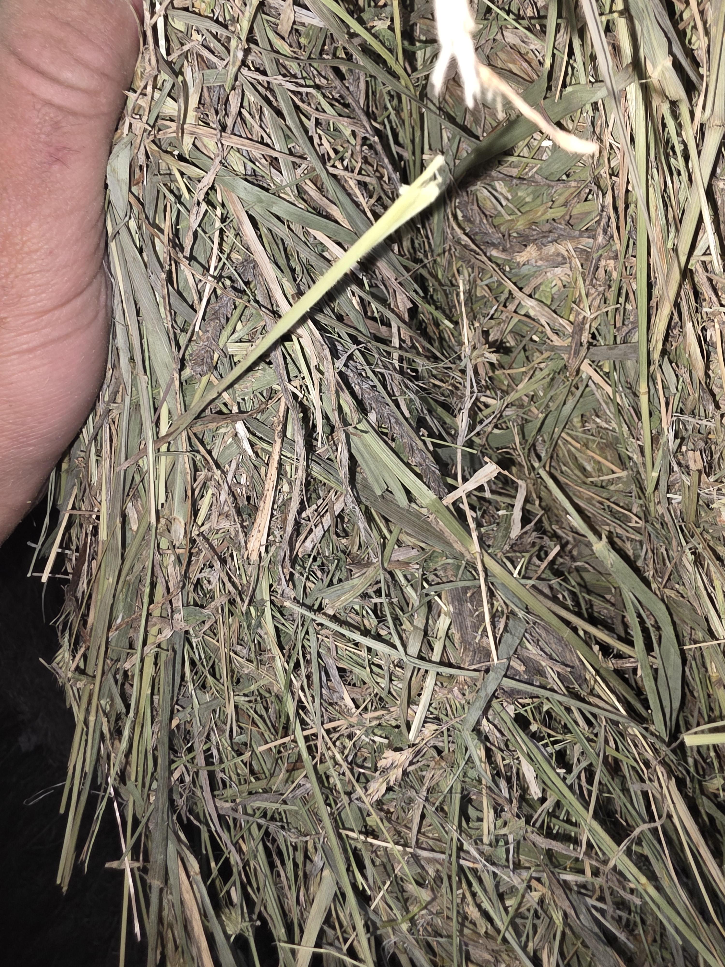 519 Large Square Alfalfa/Grass Mix – Image 3