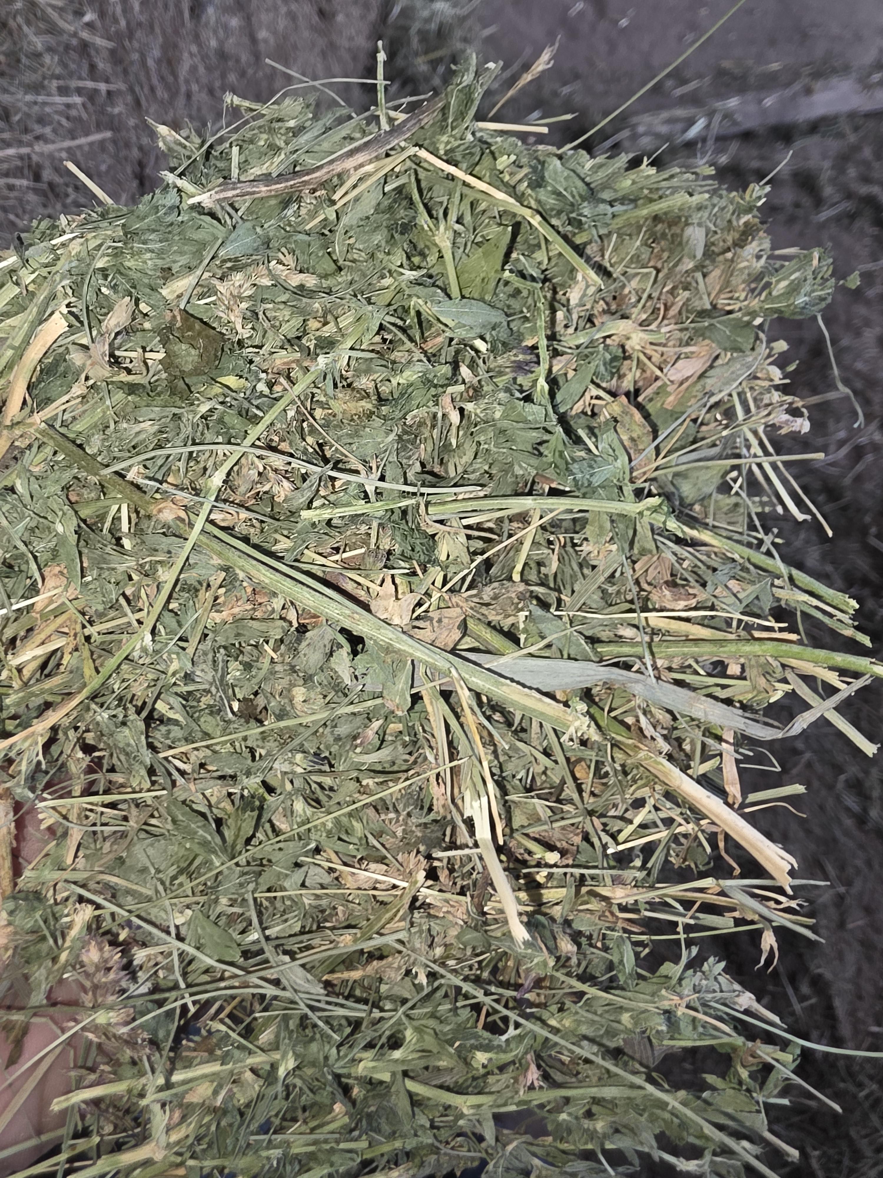 519 Large Square Alfalfa/Grass Mix – Image 2
