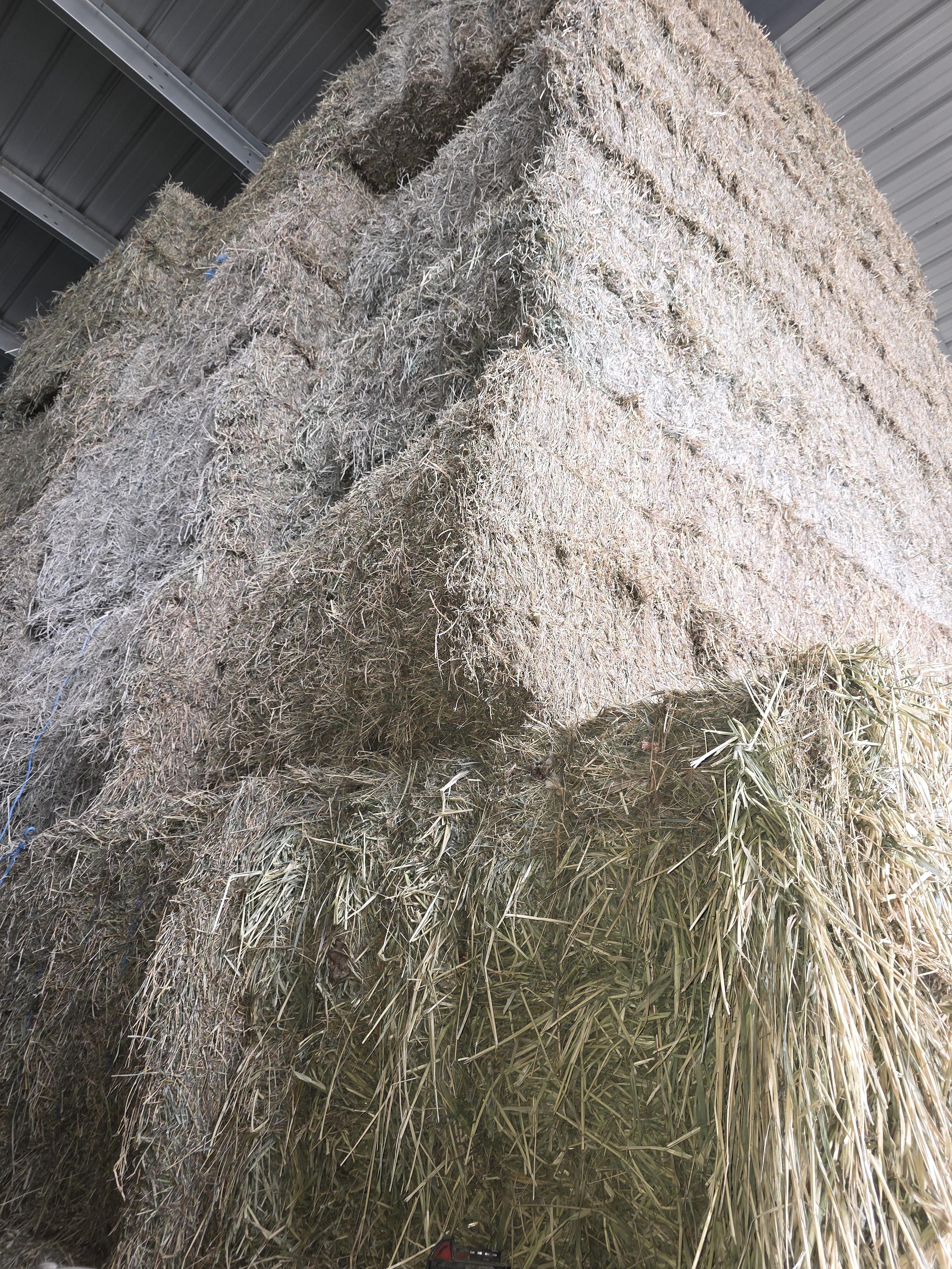 519 Large Square Alfalfa/Grass Mix – Image 5