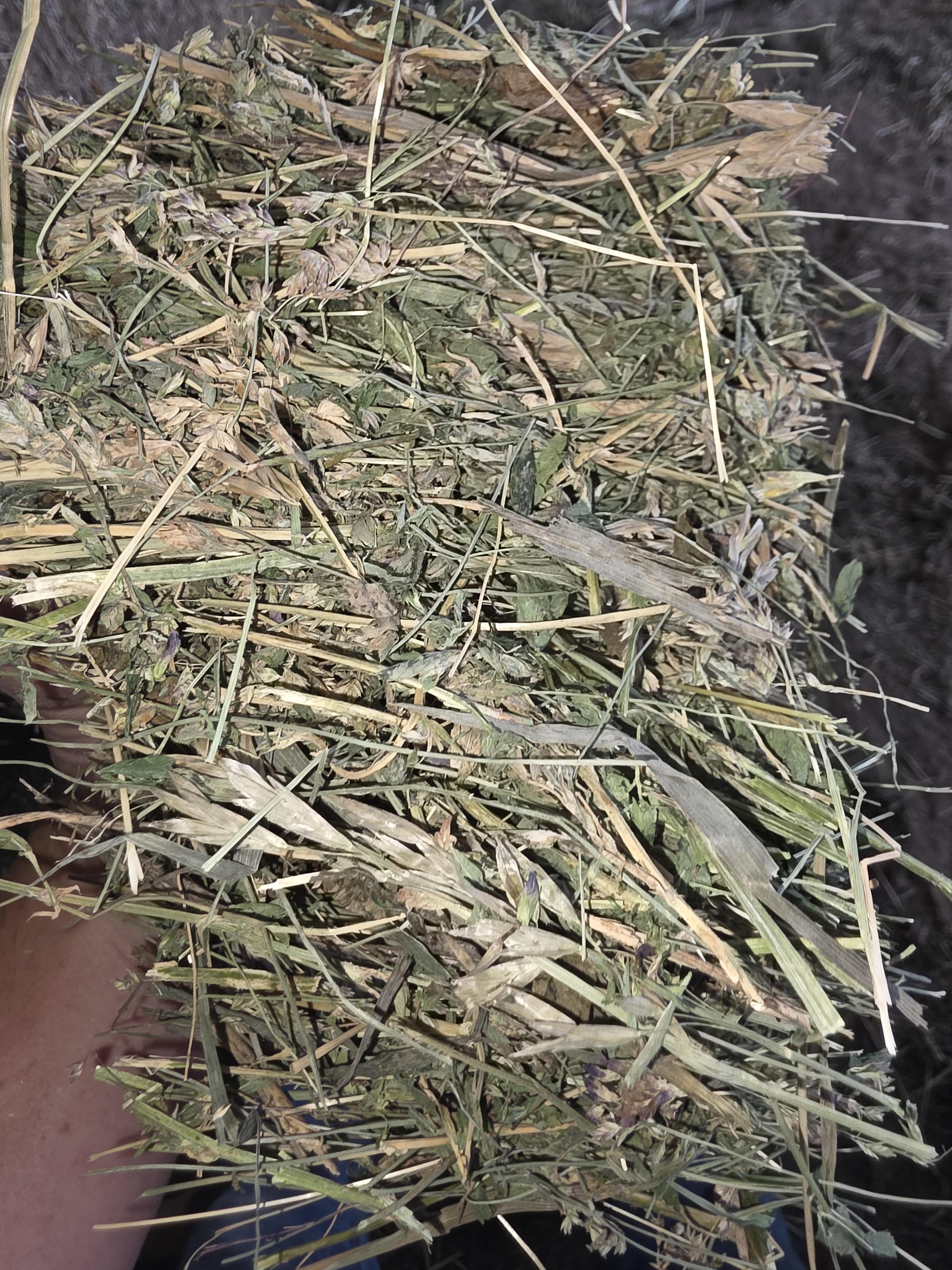519 Large Square Alfalfa/Grass Mix – Image 4
