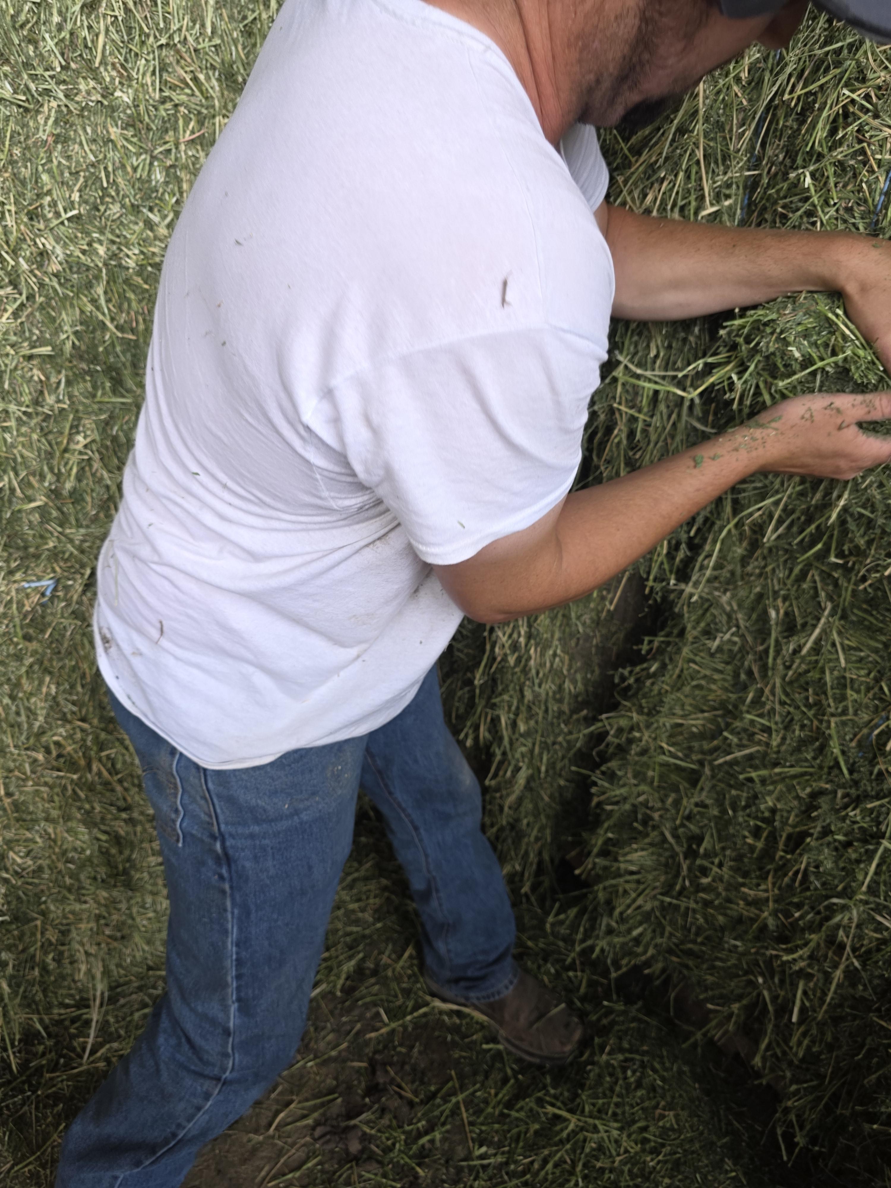 527 Large Square Alfalfa Horse quality – Image 4
