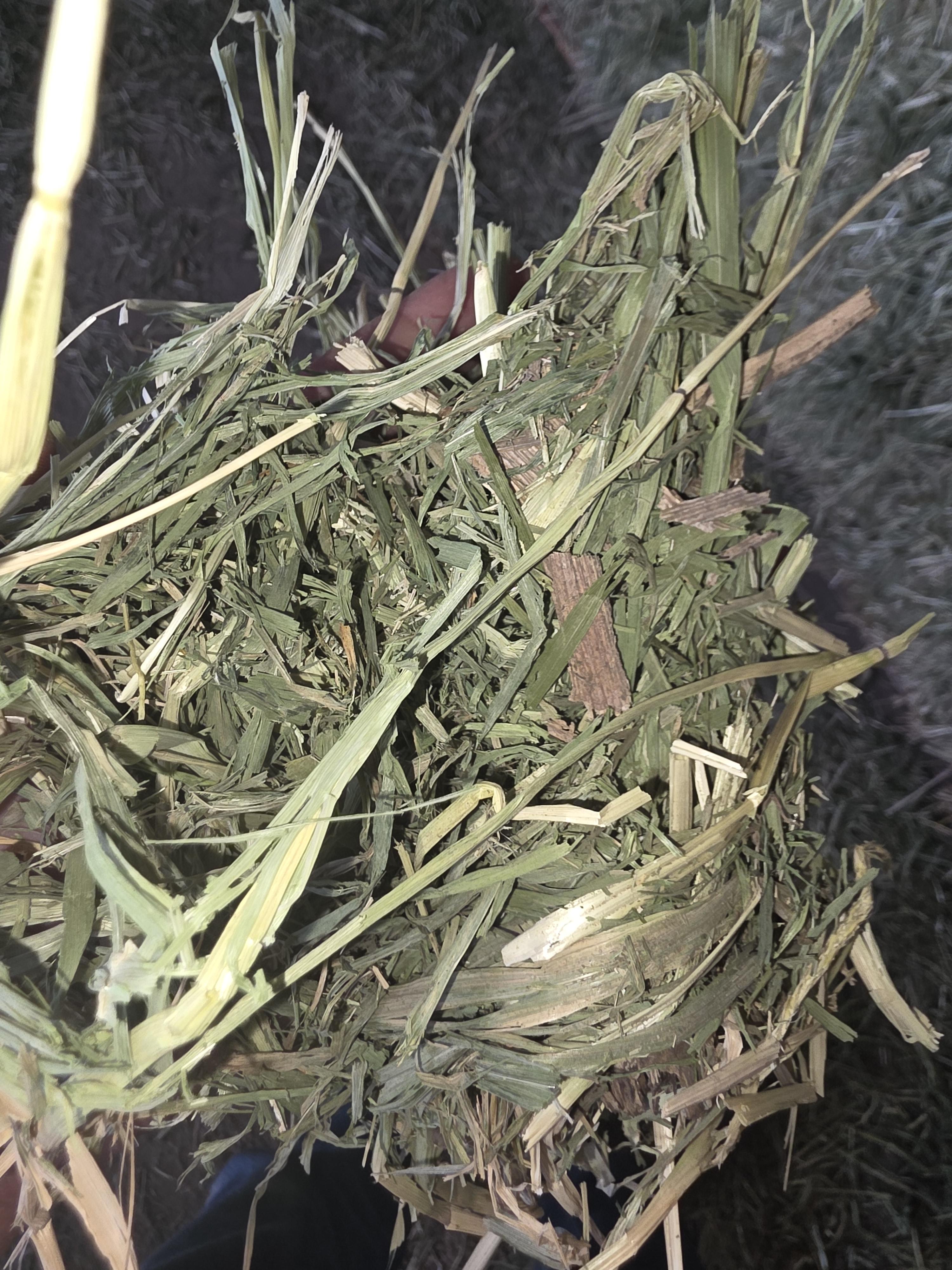 517 Grain Mix Large Square Bales Horse Quality – Image 4