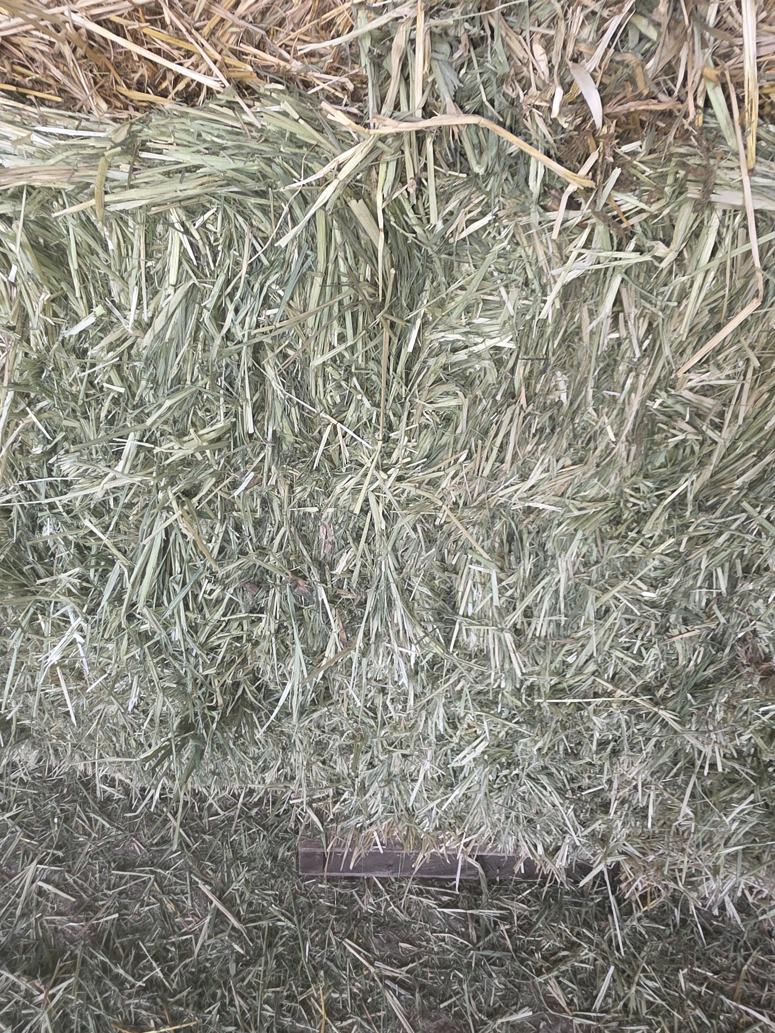 517 Grain Mix Large Square Bales Horse Quality – Image 3