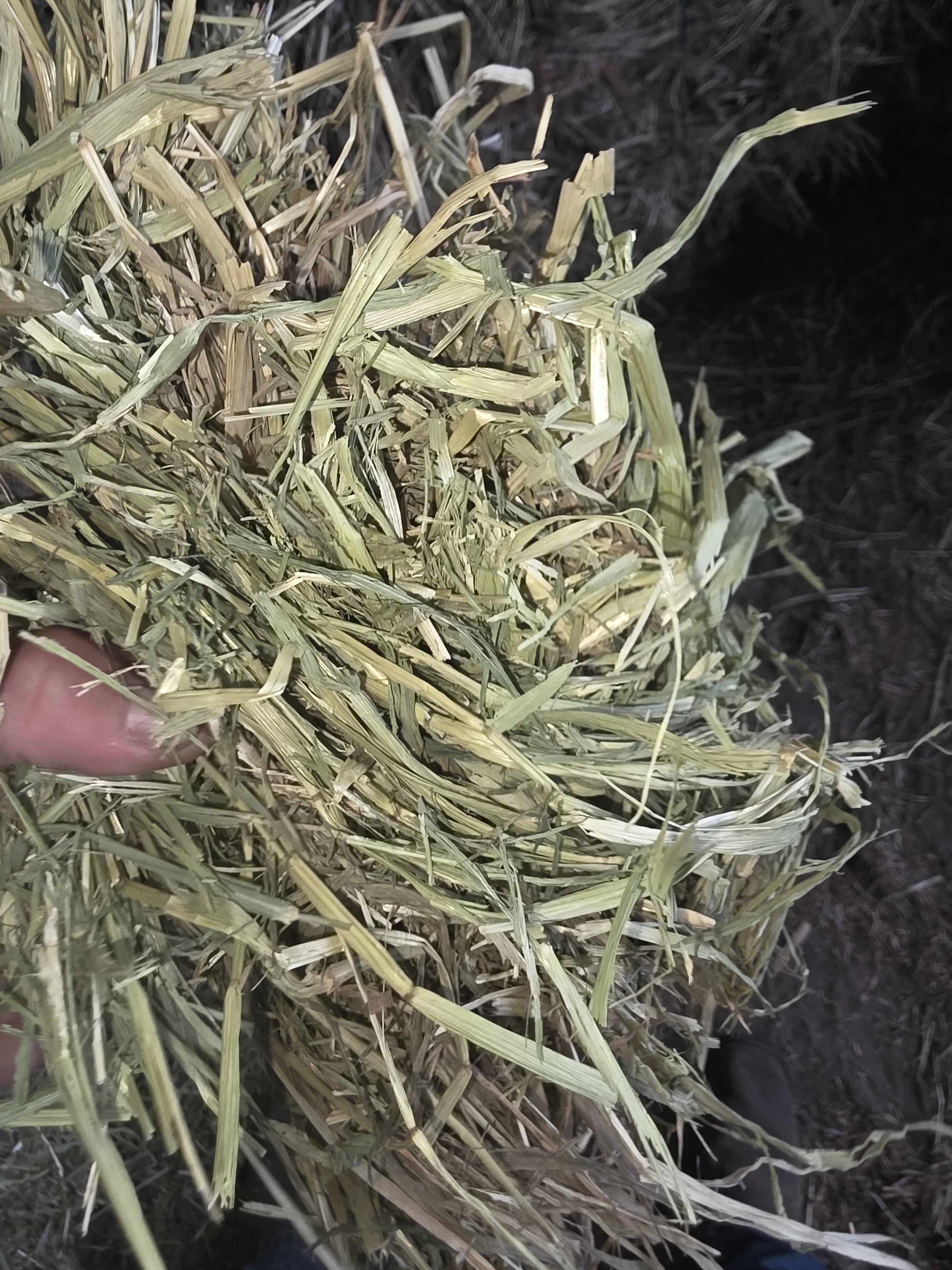 517 Grain Mix Large Square Bales Horse Quality – Image 2