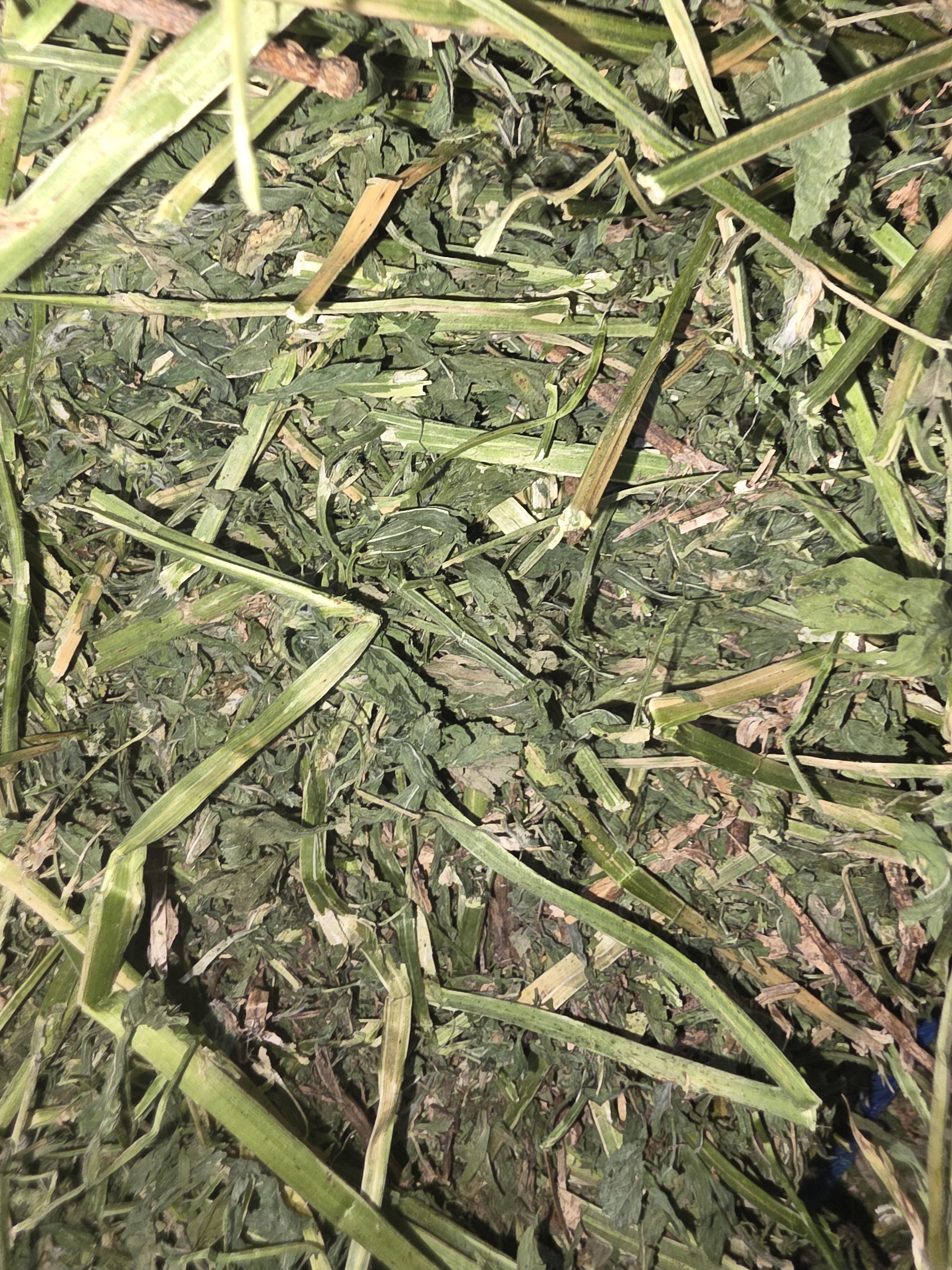 528 Large Square Alfalfa Horse quality – Image 4
