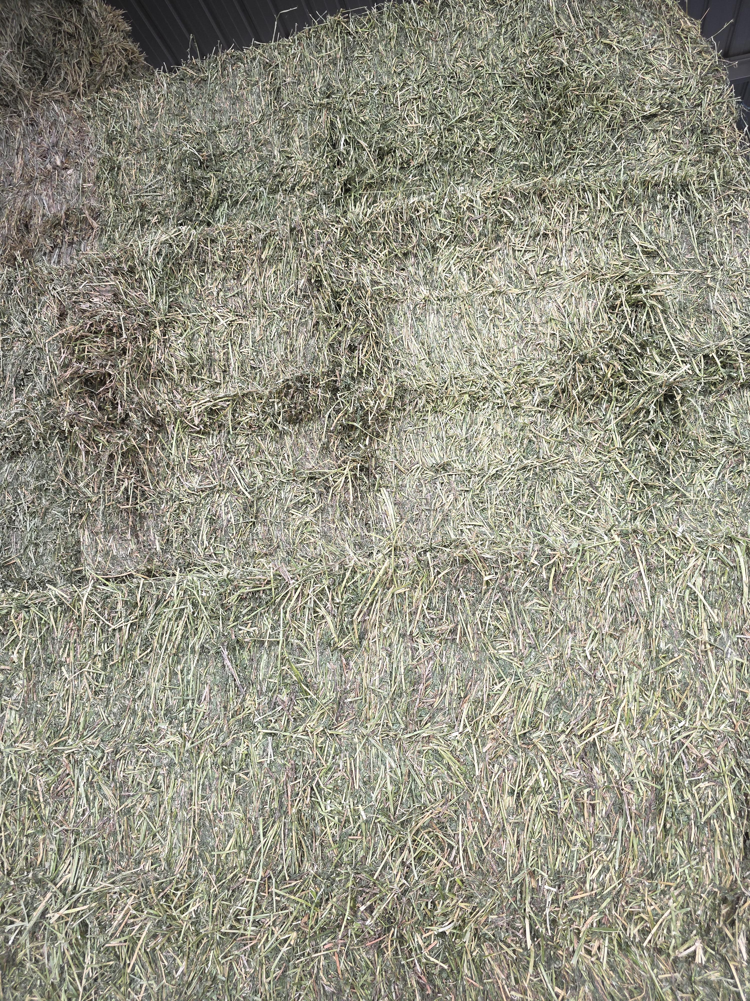 528 Large Square Alfalfa Horse quality – Image 9