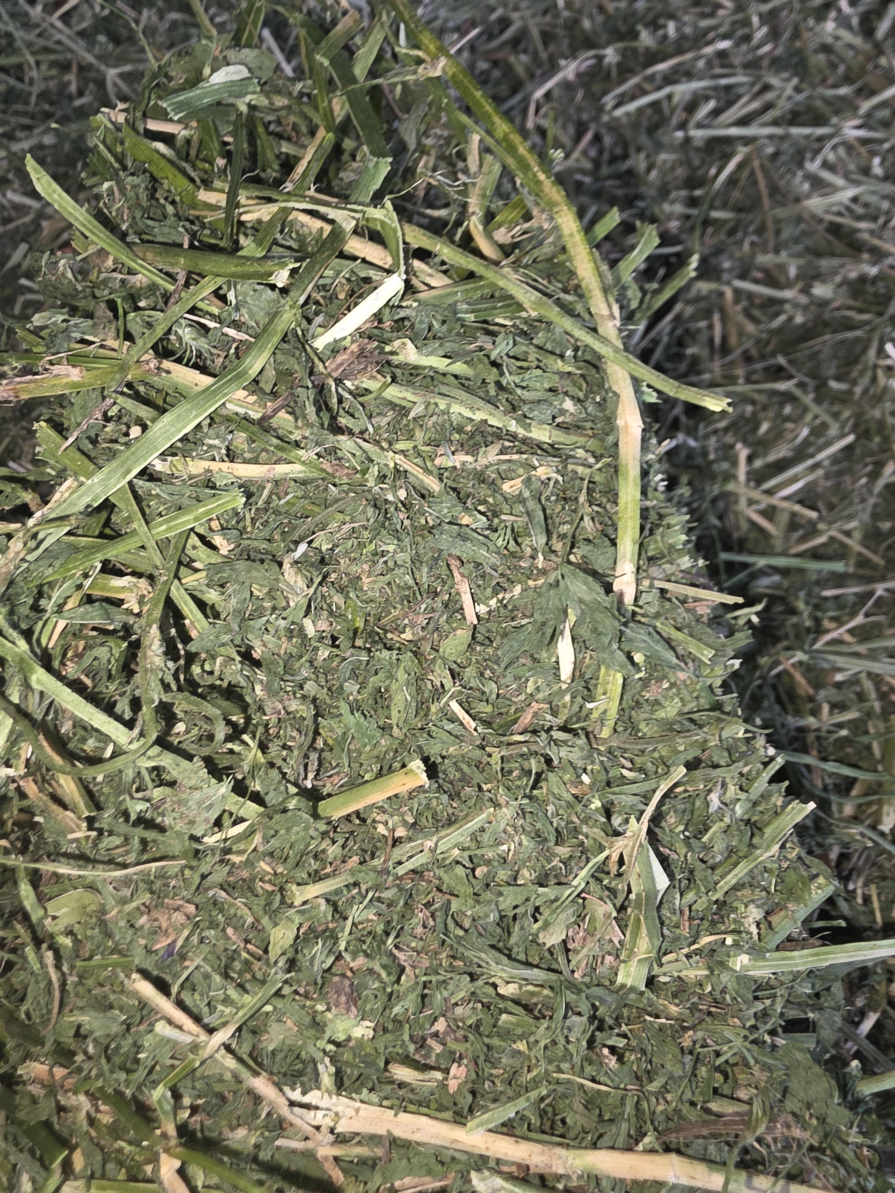 528 Large Square Alfalfa Horse quality – Image 3