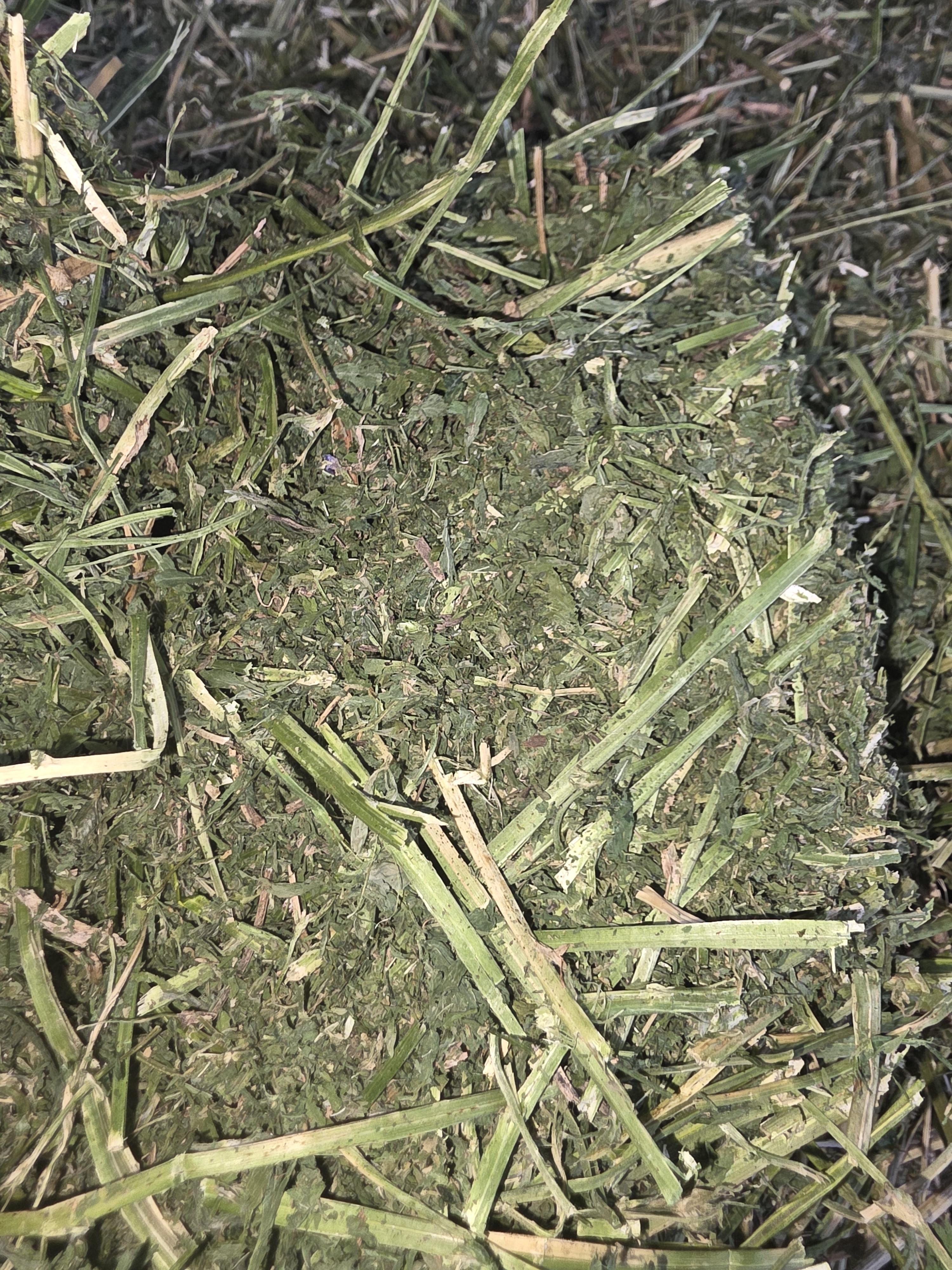 528 Large Square Alfalfa Horse quality – Image 2