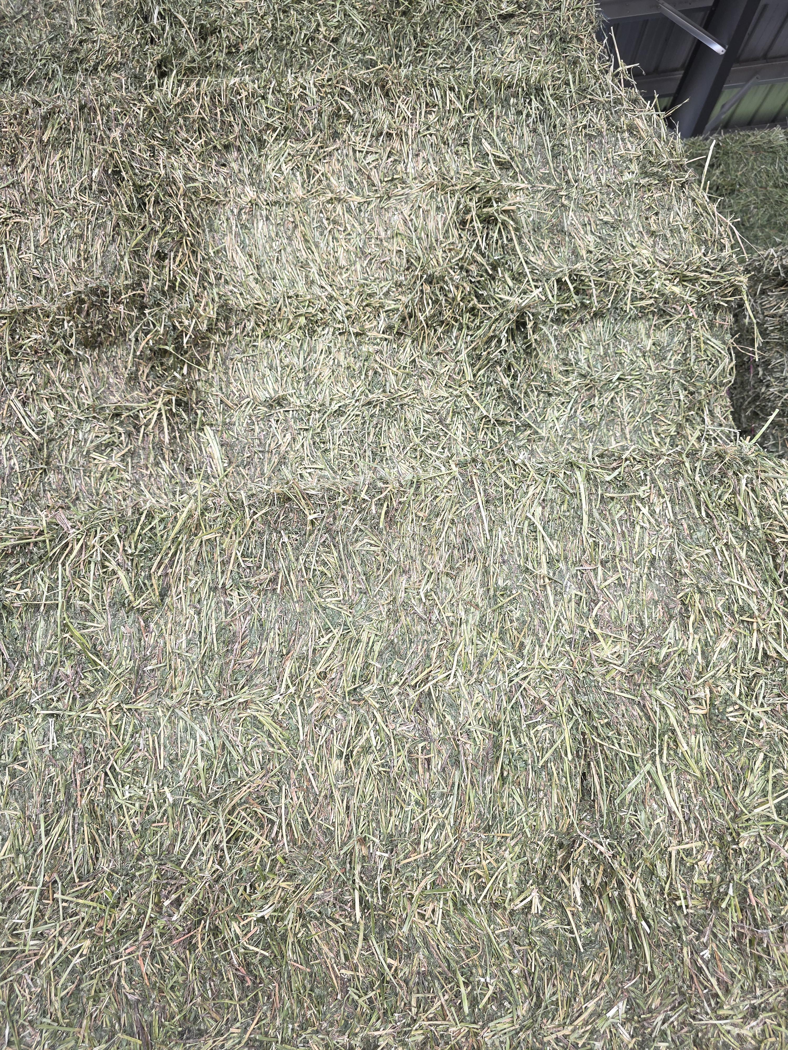 528 Large Square Alfalfa Horse quality – Image 5