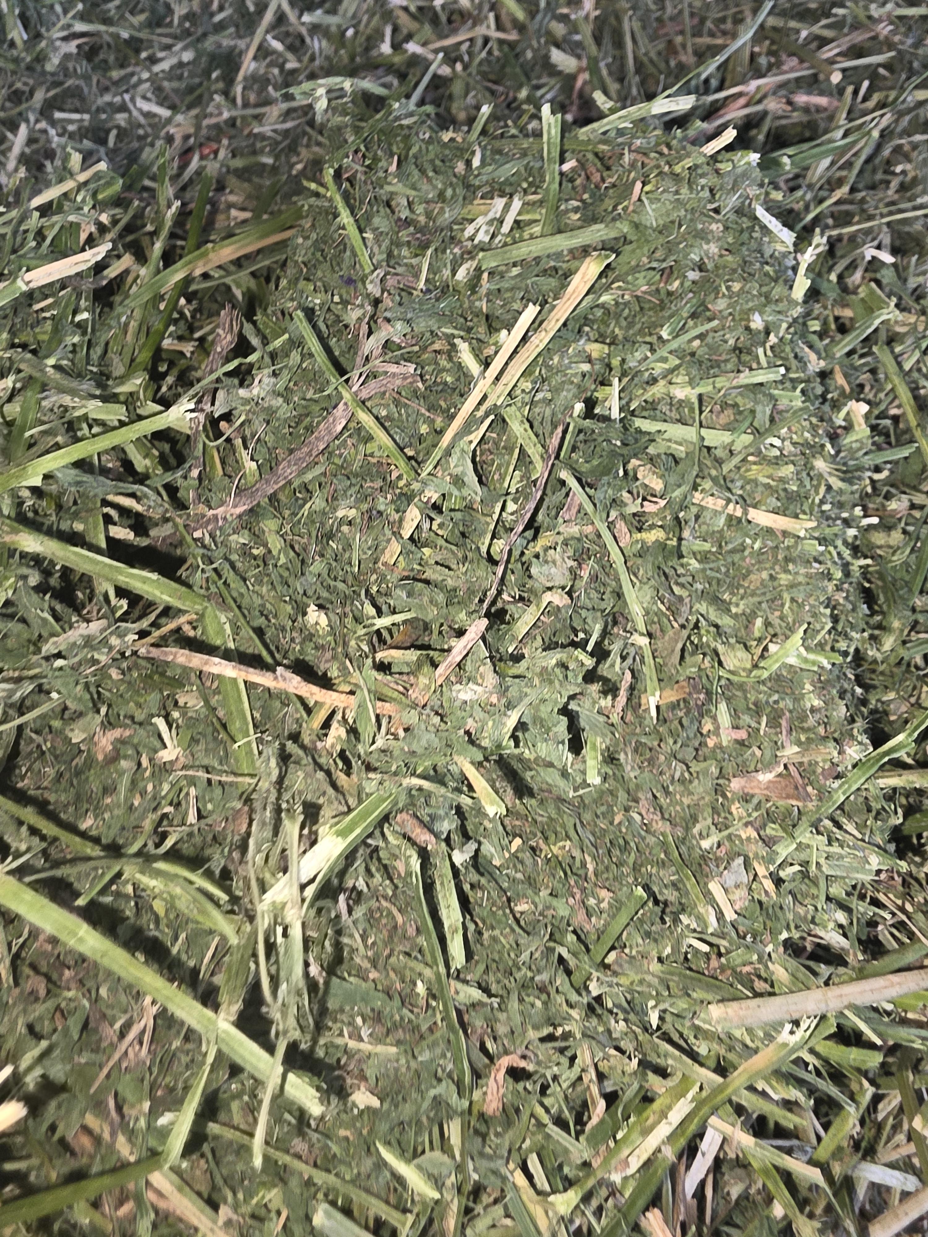 528 Large Square Alfalfa Horse quality – Image 8