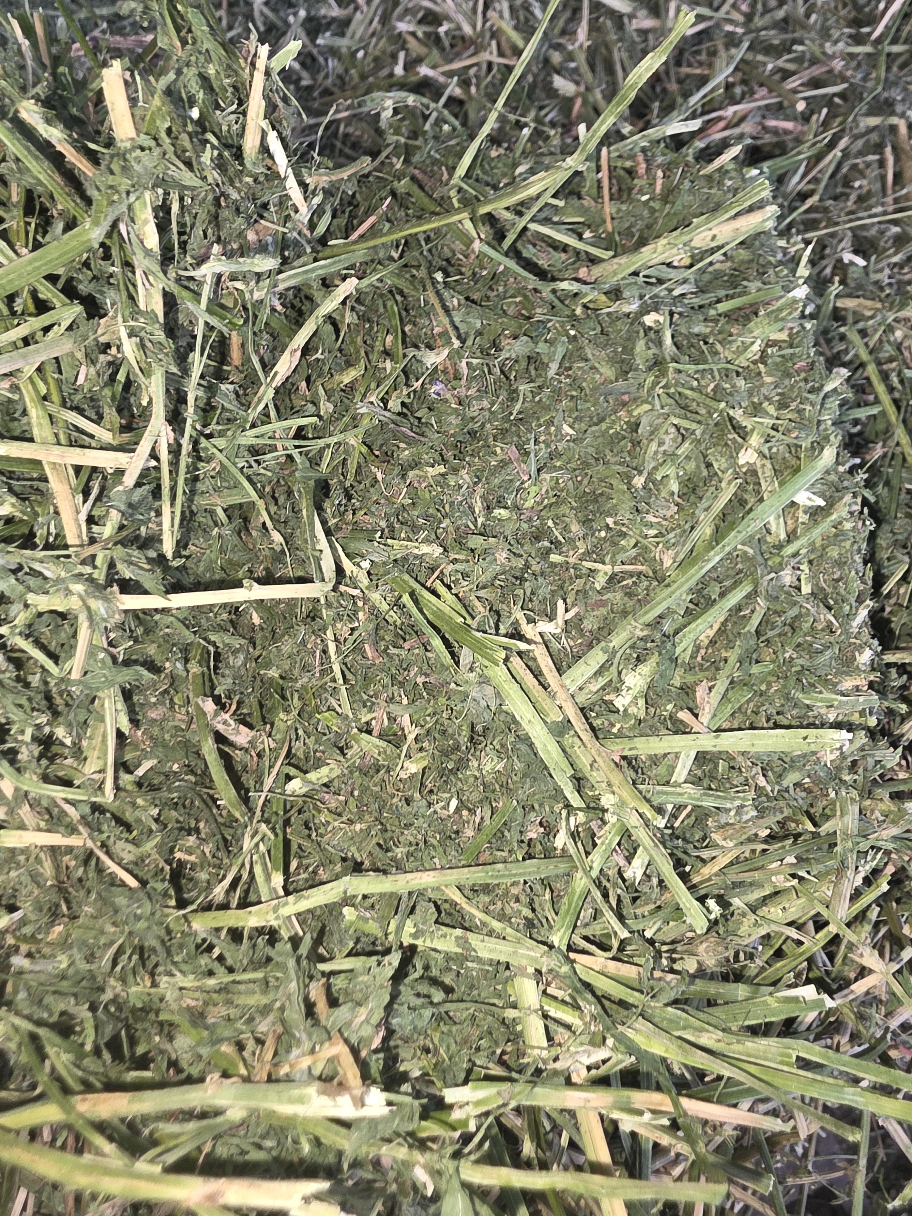 528 Large Square Alfalfa Horse quality – Image 7