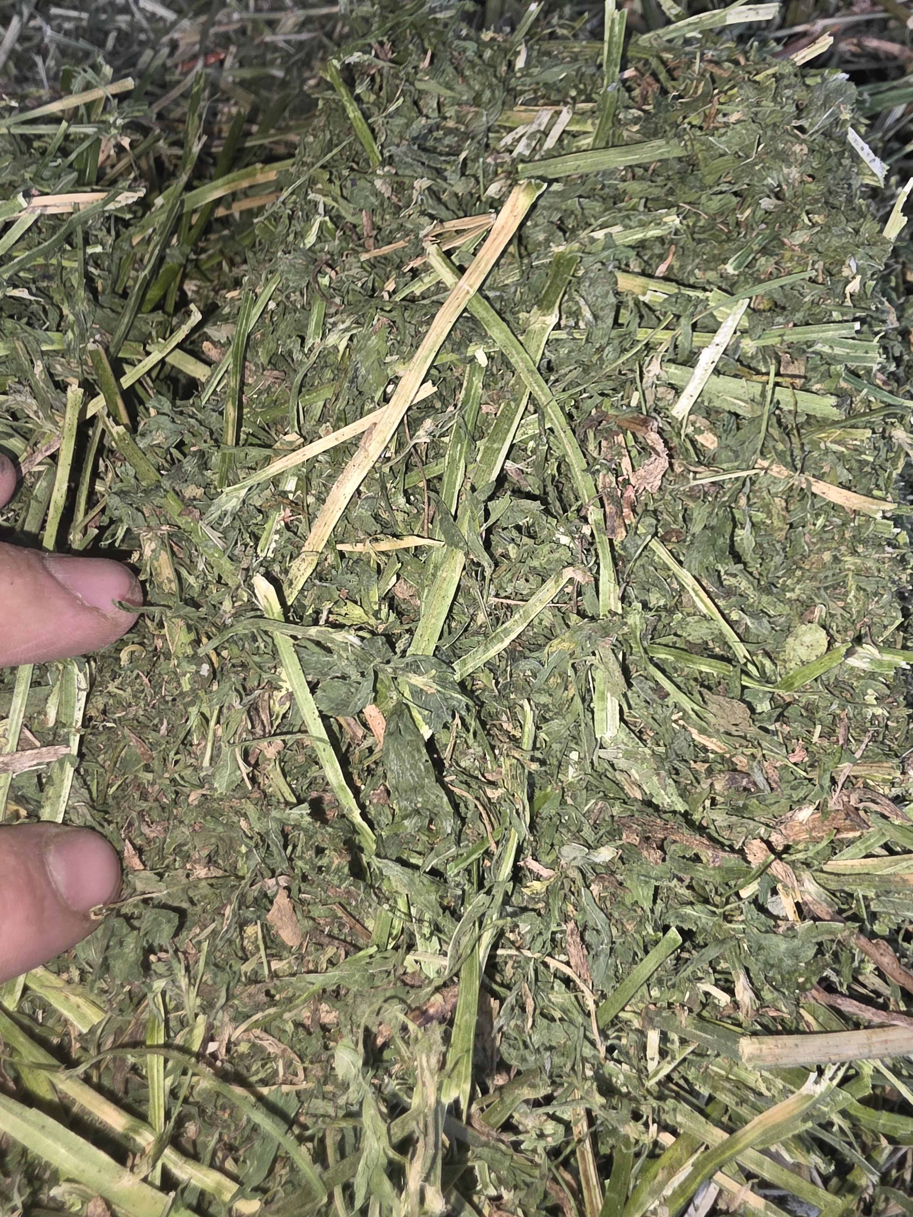 528 Large Square Alfalfa Horse quality – Image 6