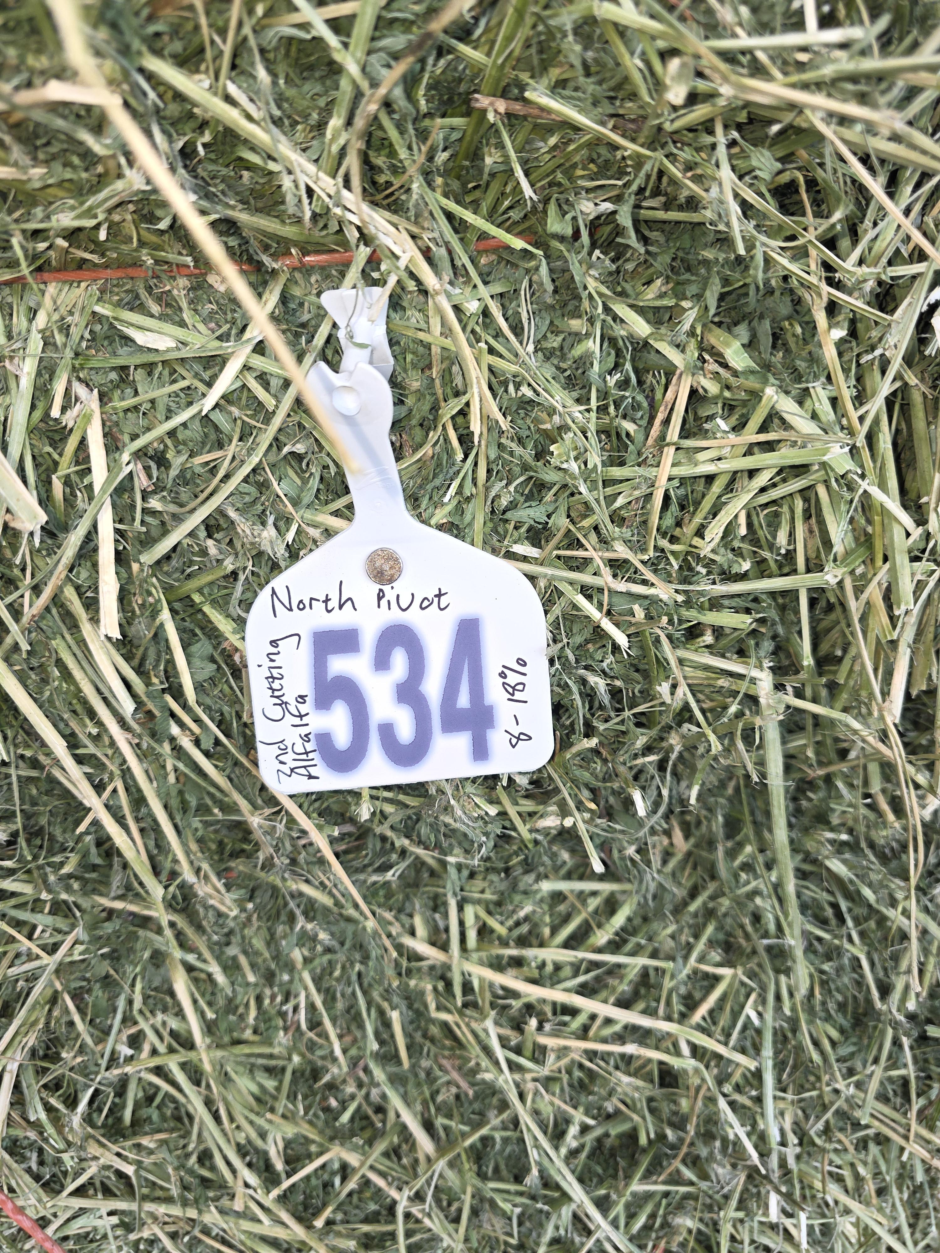 534 Small Square Alfalfa Horse quality – Image 2