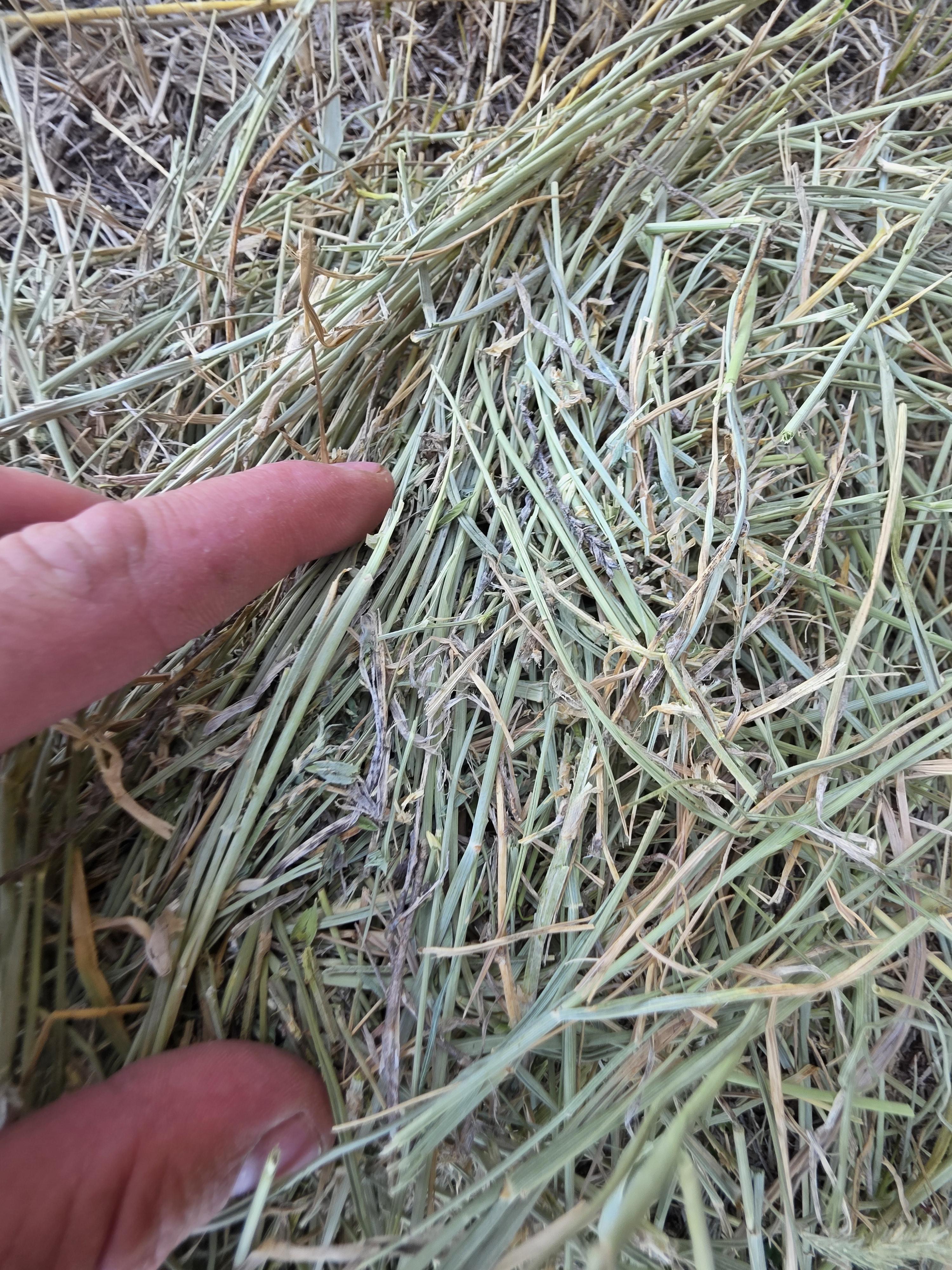 001 TD Horse Quality Rounds Alfalfa/Grass – Image 7
