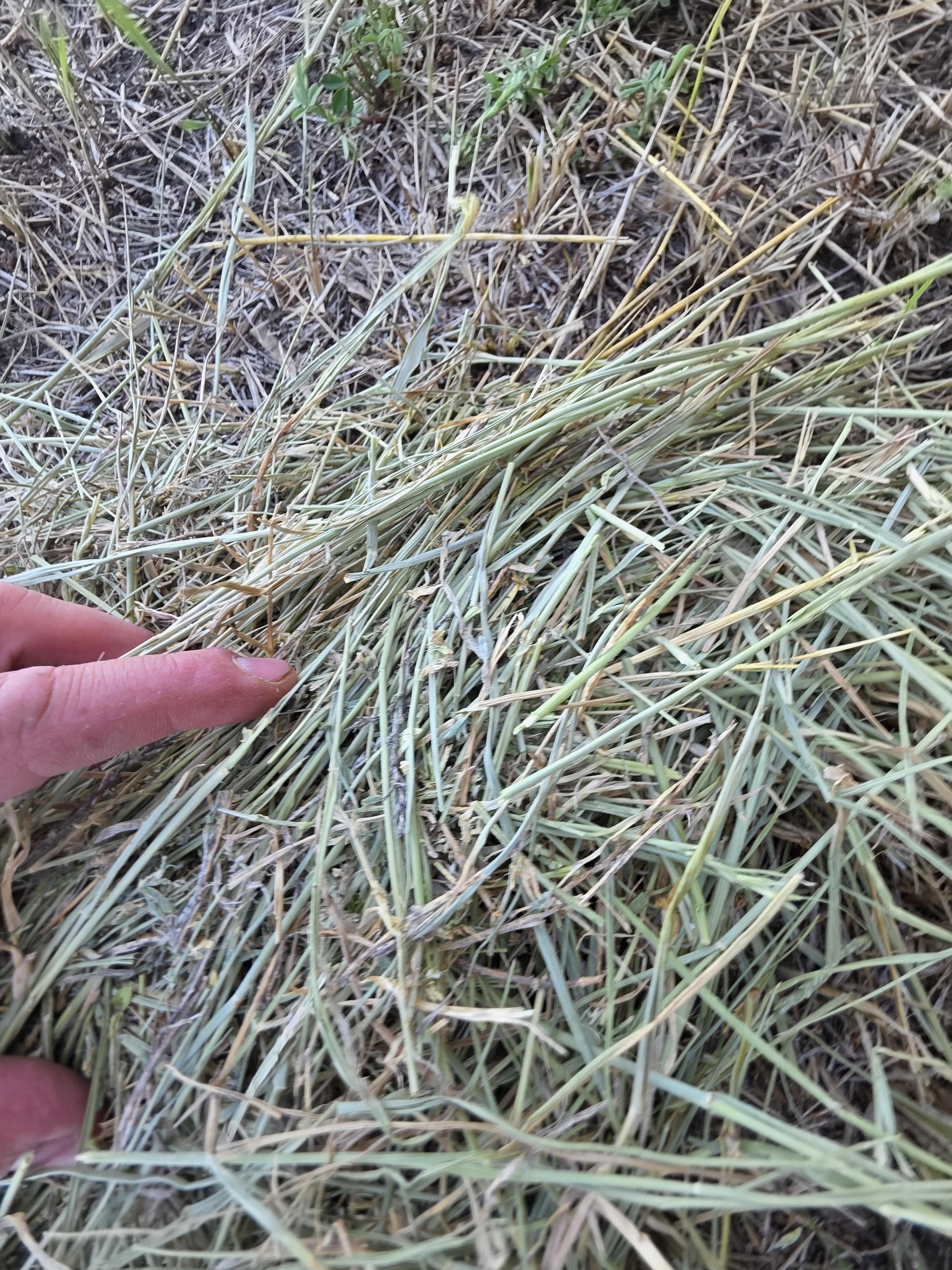 001 TD Horse Quality Rounds Alfalfa/Grass – Image 10