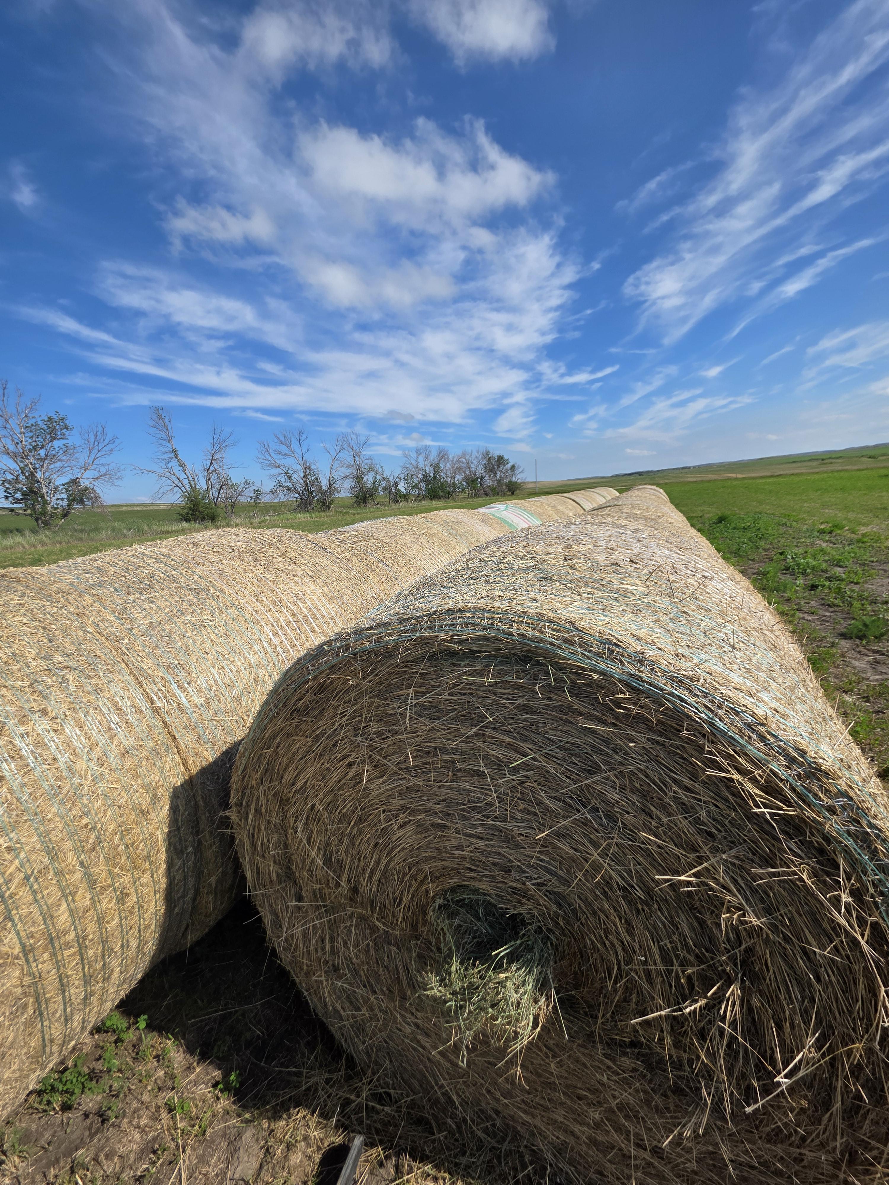 001 TD Horse Quality Rounds Alfalfa/Grass – Image 6