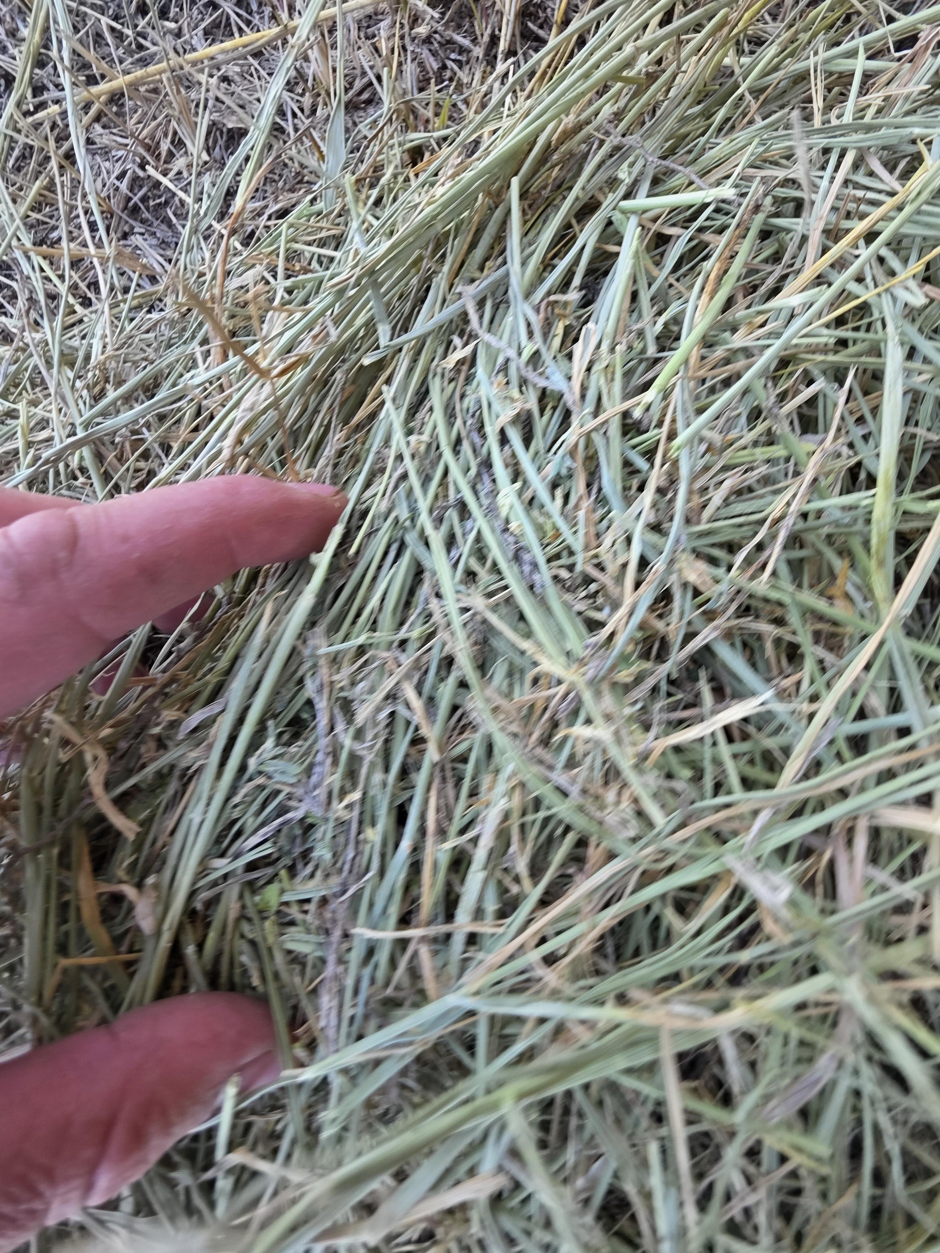 001 TD Horse Quality Rounds Alfalfa/Grass – Image 5