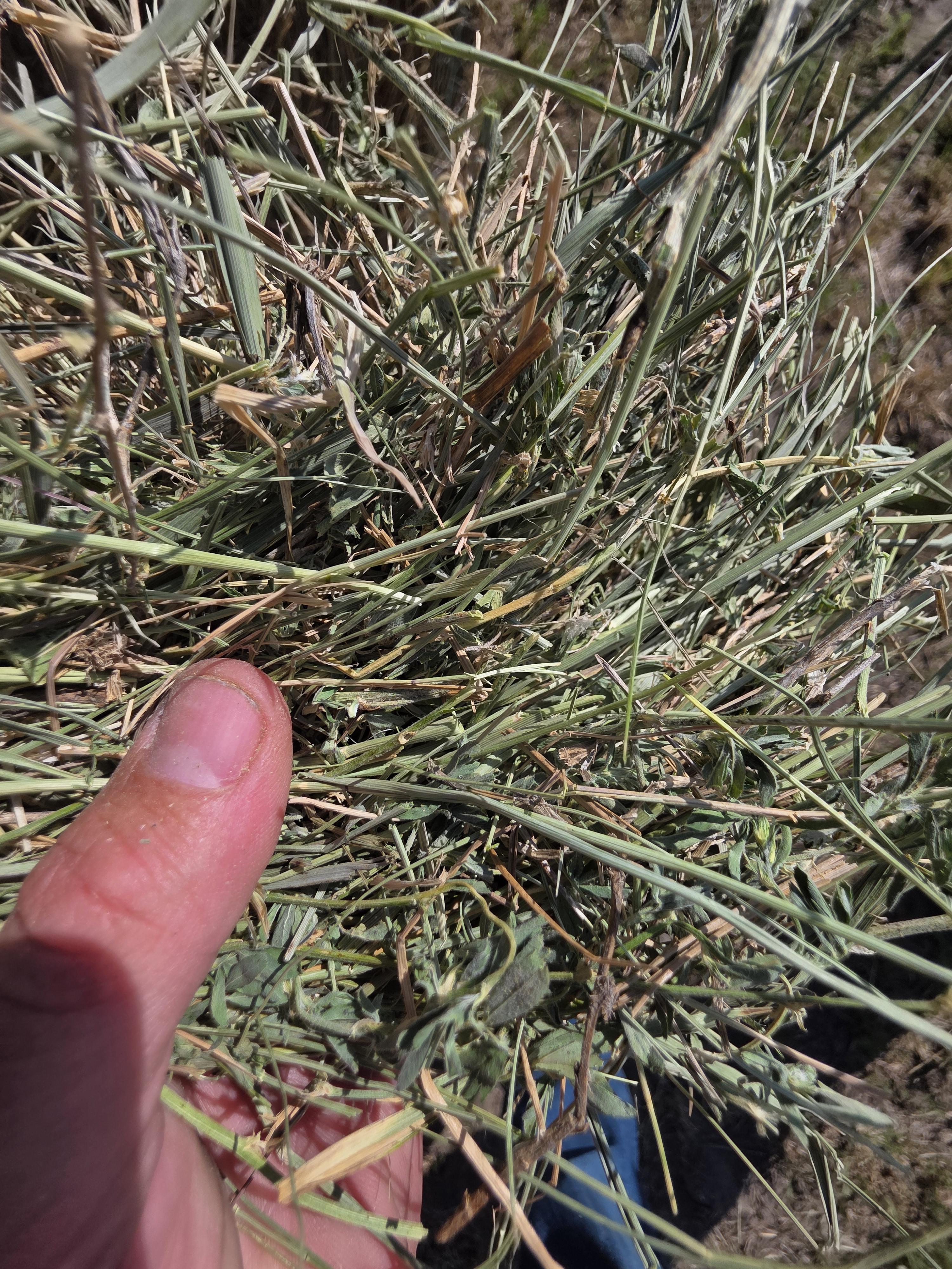001 TD Horse Quality Rounds Alfalfa/Grass – Image 9