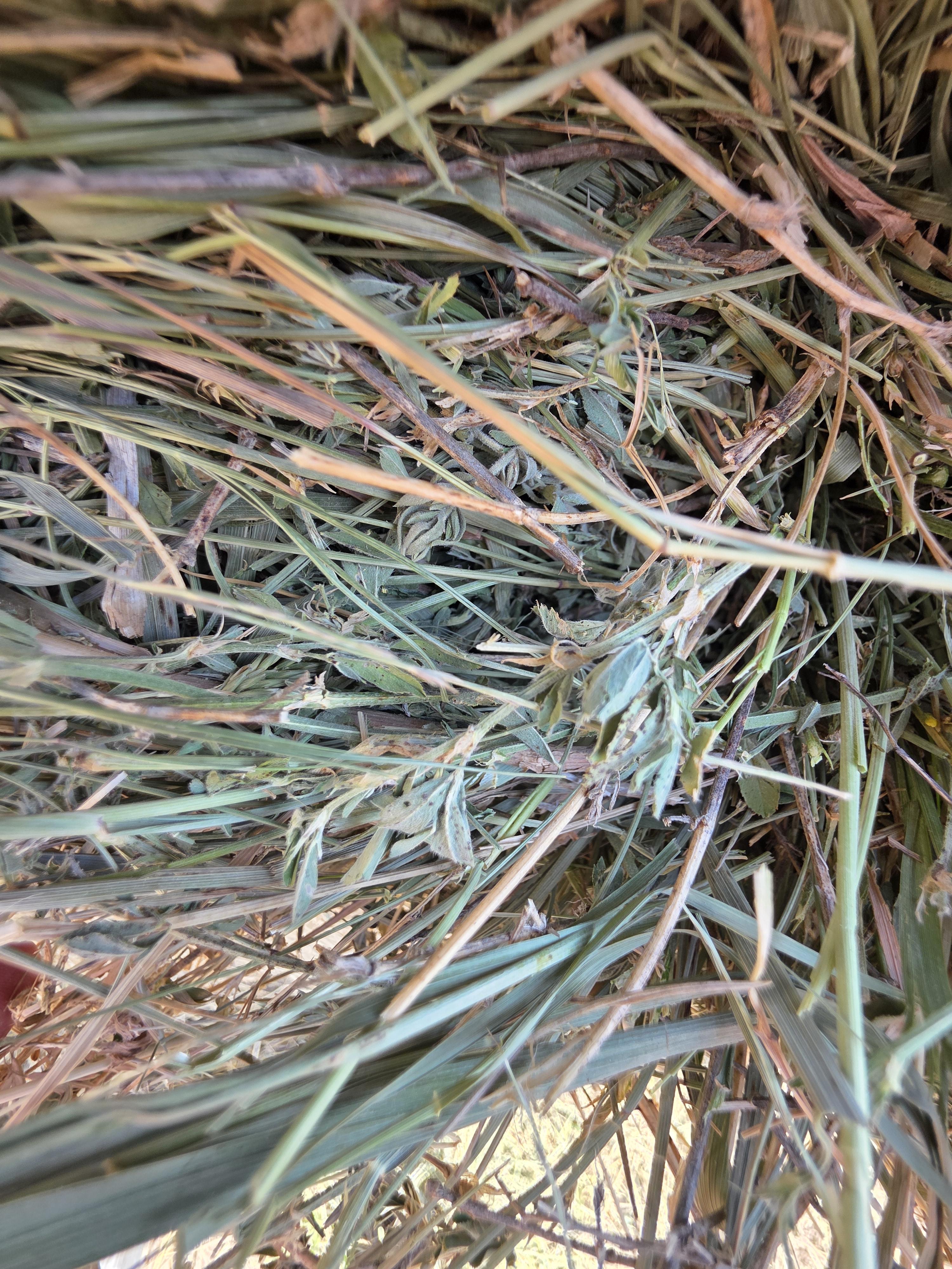 001 TD Horse Quality Rounds Alfalfa/Grass – Image 8