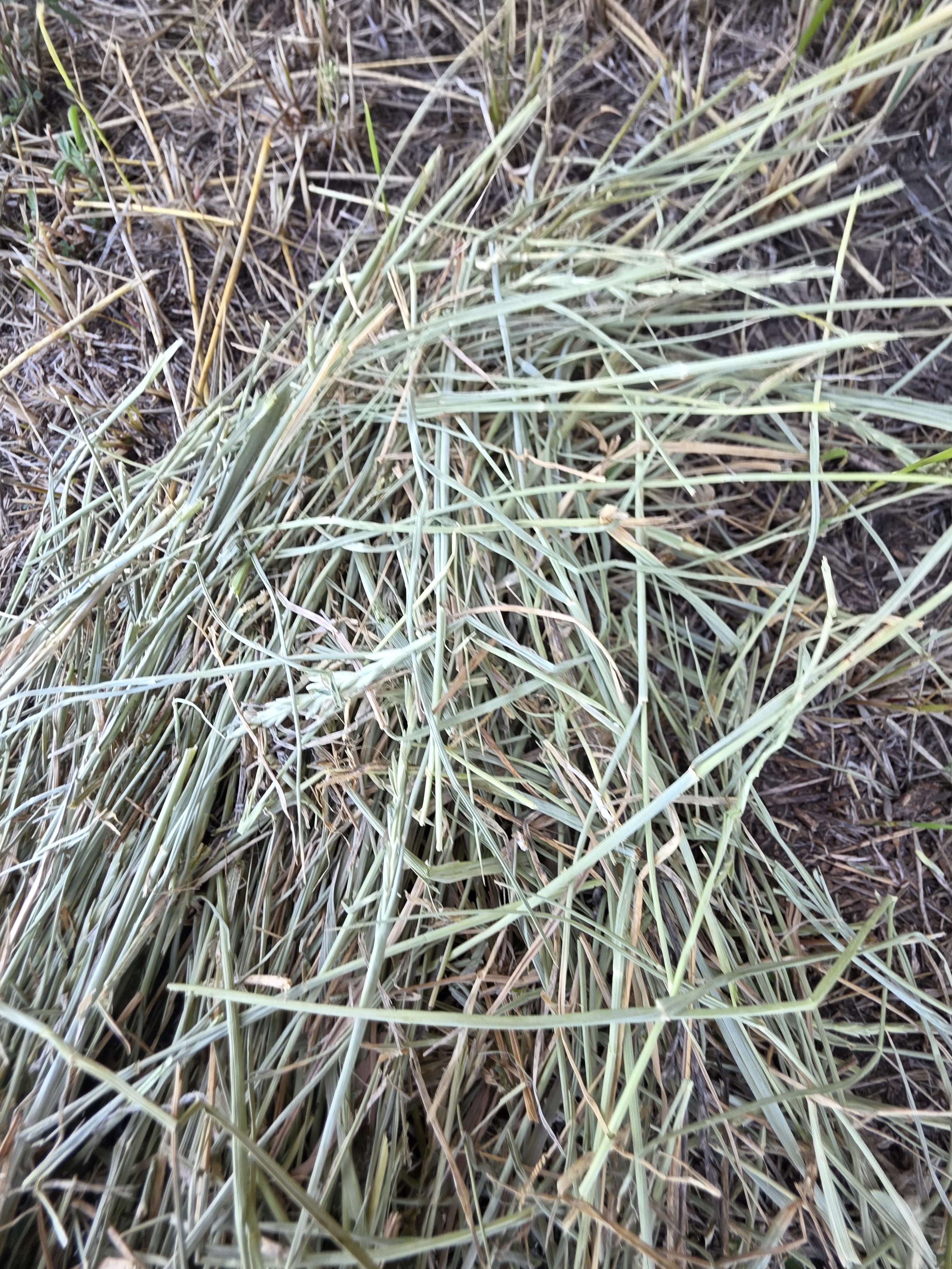 001 TD Horse Quality Rounds Alfalfa/Grass – Image 4