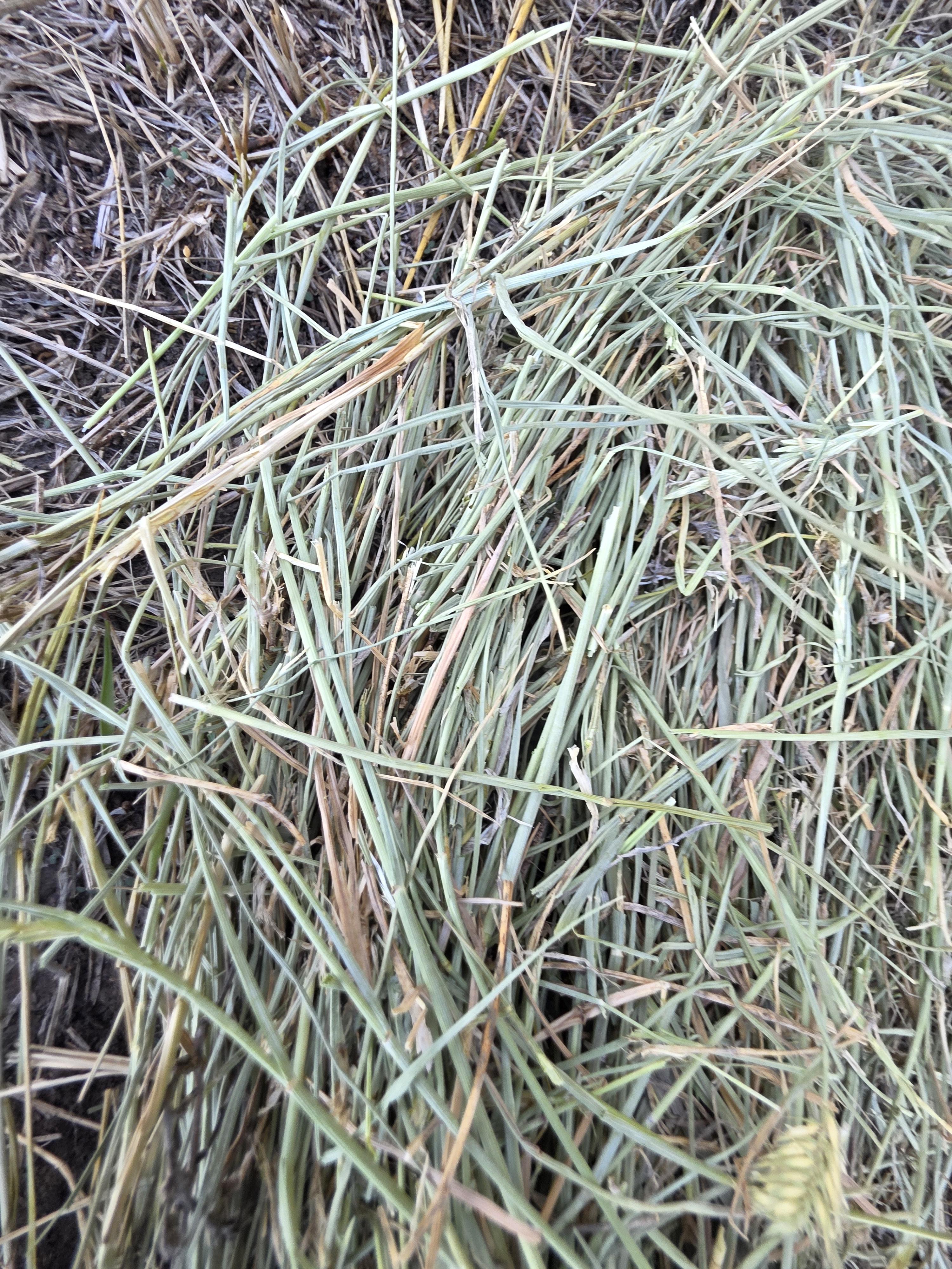 001 TD Horse Quality Rounds Alfalfa/Grass – Image 2