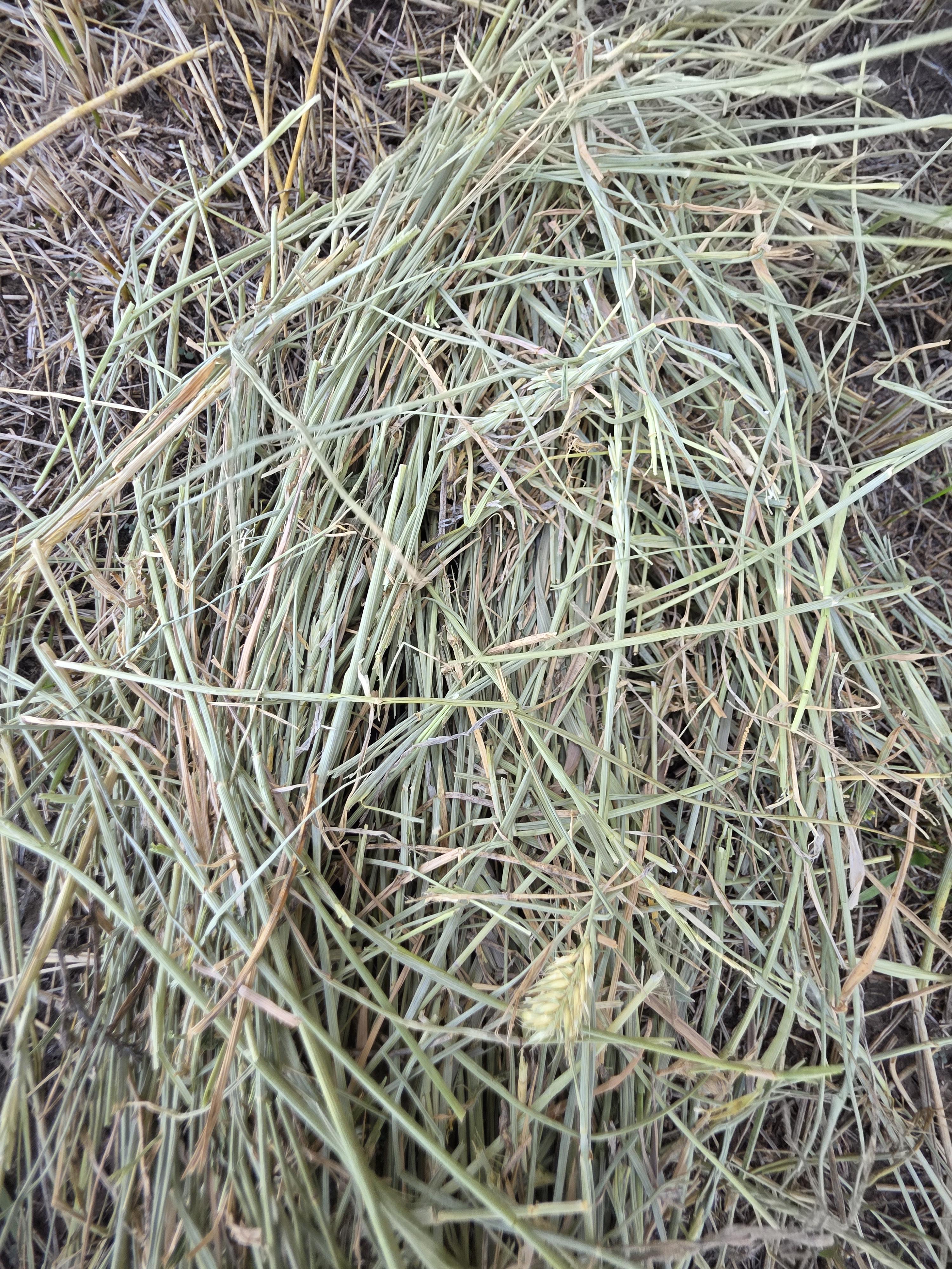 001 TD Horse Quality Rounds Alfalfa/Grass – Image 3